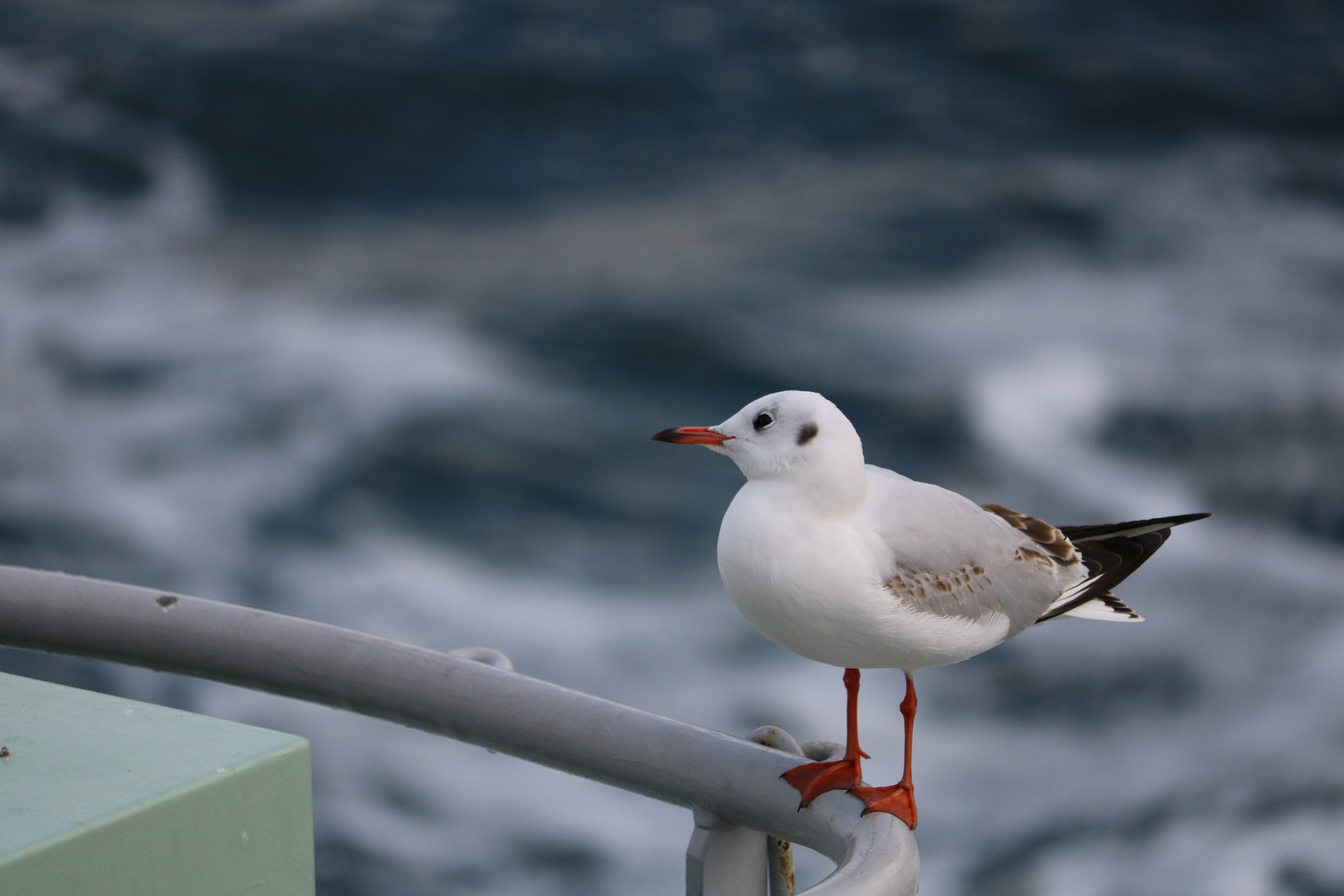 Canon EOS 750D (EOS Rebel T6i / EOS Kiss X8i) + Canon EF-S 55-250mm F4-5.6 IS STM sample photo. Hooded gull photography