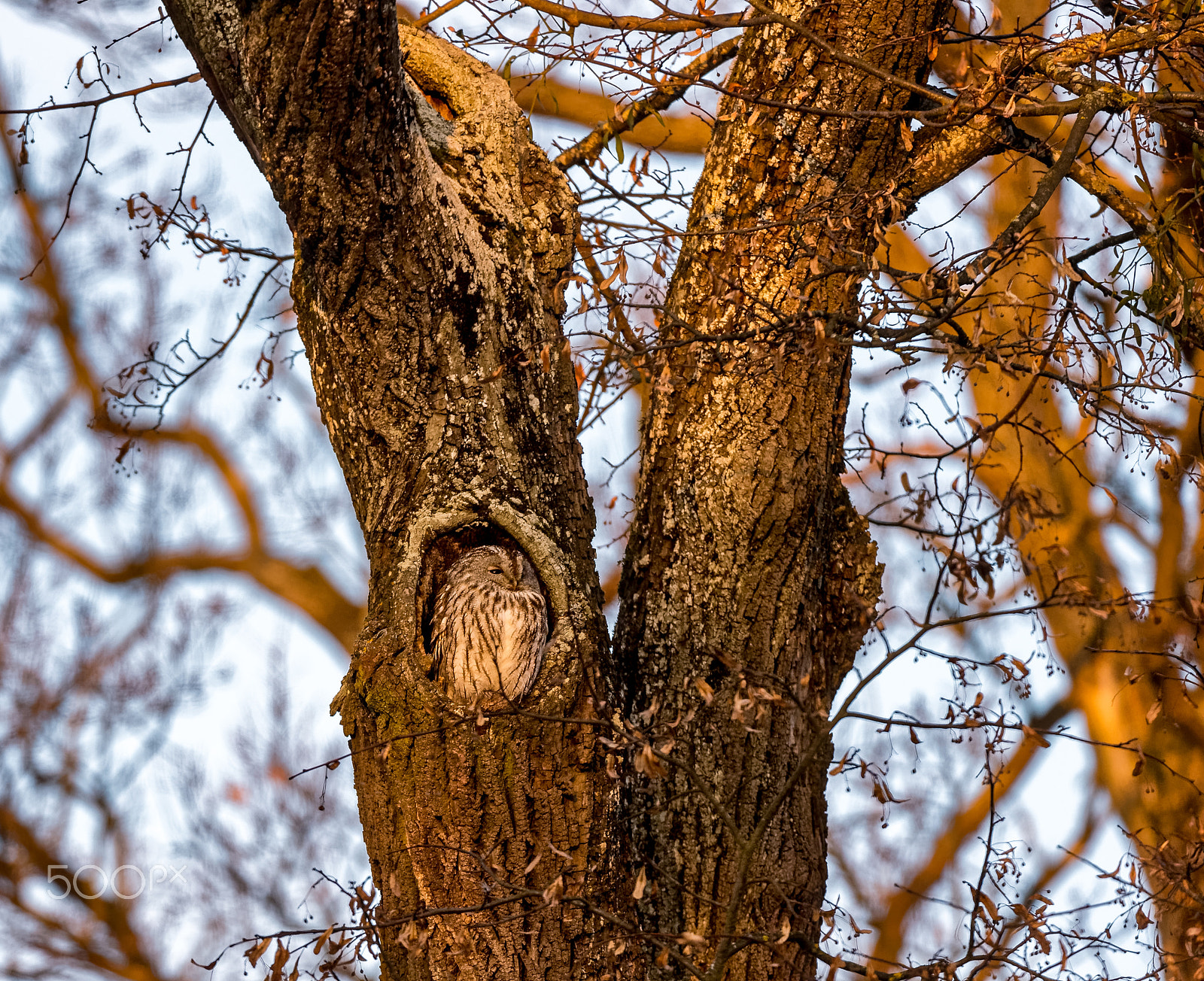 Nikon D4S + Nikon AF-S Nikkor 200-400mm F4G ED-IF VR sample photo. Waldkauz / tawny owl photography