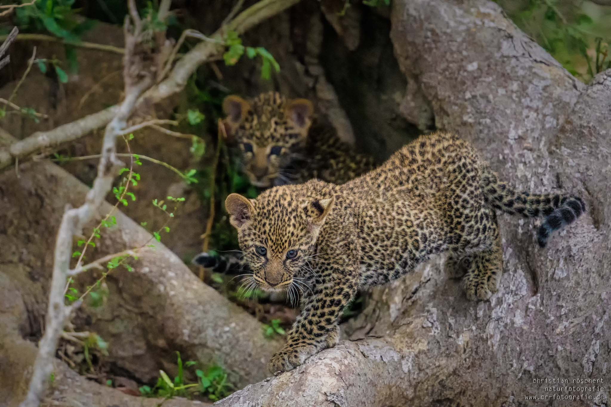 Nikon D500 + Nikon AF-S Nikkor 600mm F4G ED VR sample photo. Leopard babies photography