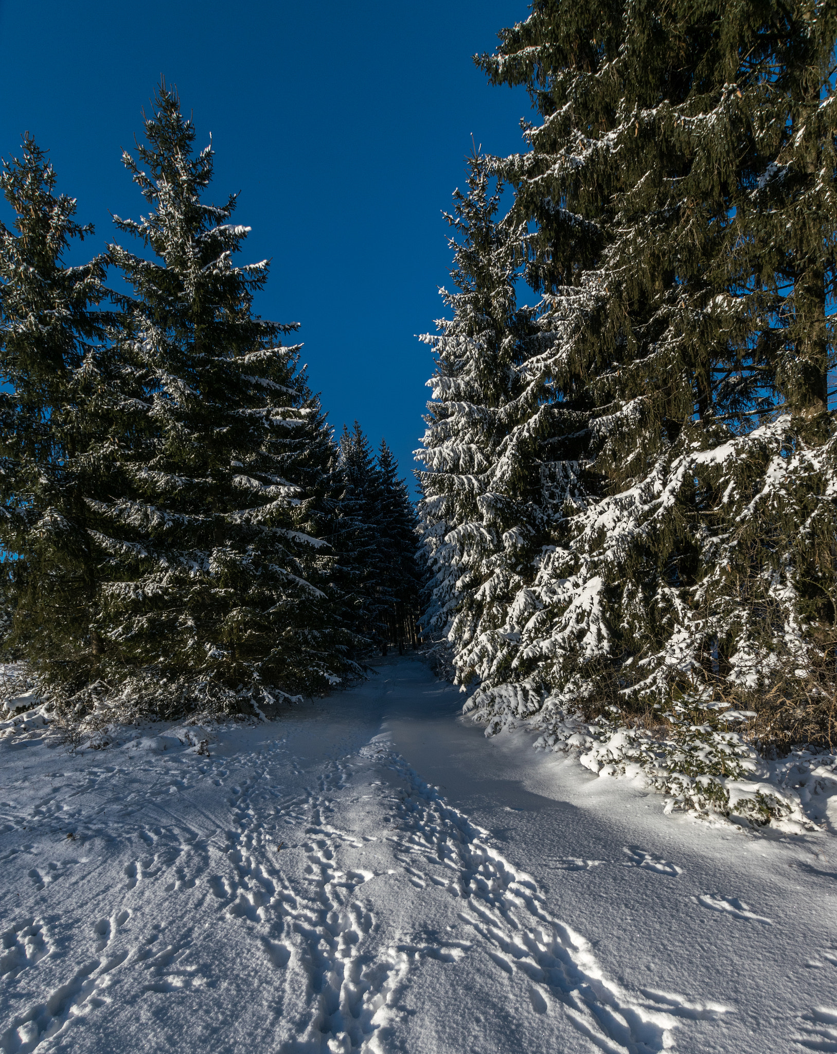 Nikon D3300 + Sigma 10-20mm F3.5 EX DC HSM sample photo. Forest view photography