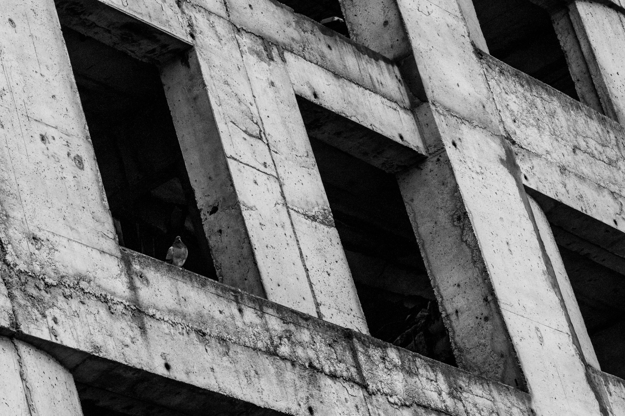 Canon EOS-1D Mark III sample photo. Birds of life photography