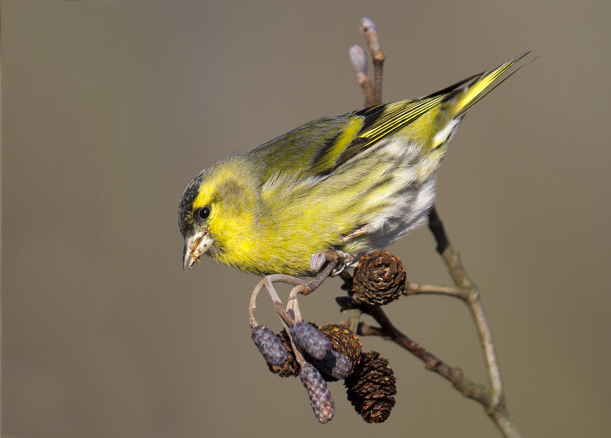 Canon EF 400mm F2.8L IS II USM sample photo. Eurasian siskin photography