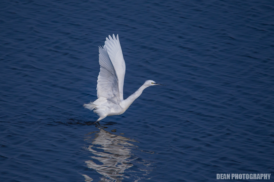 Canon EOS-1D Mark IV sample photo. Take off photography