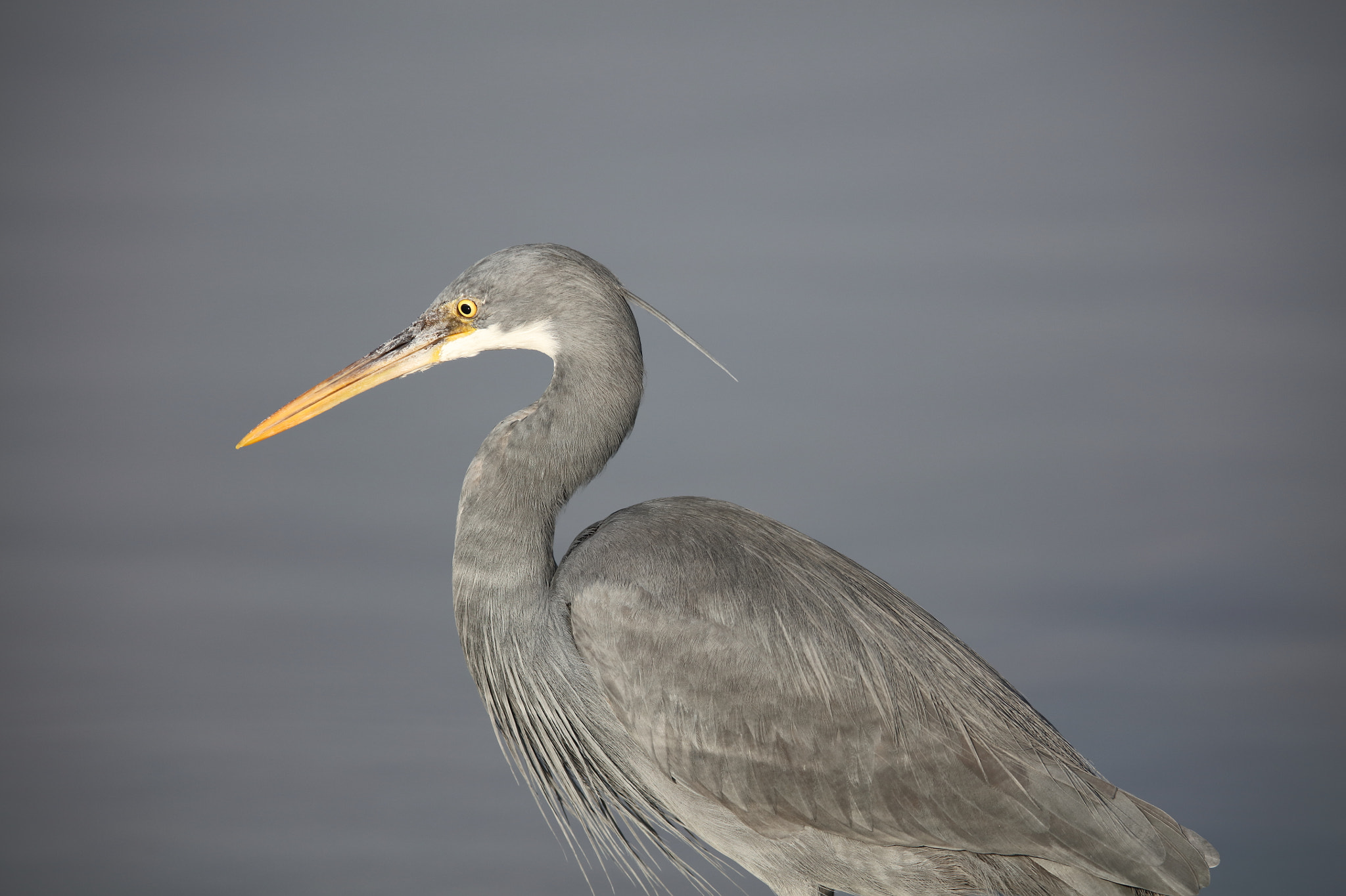 Canon EOS 5DS R + Canon EF 400mm F2.8L IS II USM sample photo. Western reef egret photography