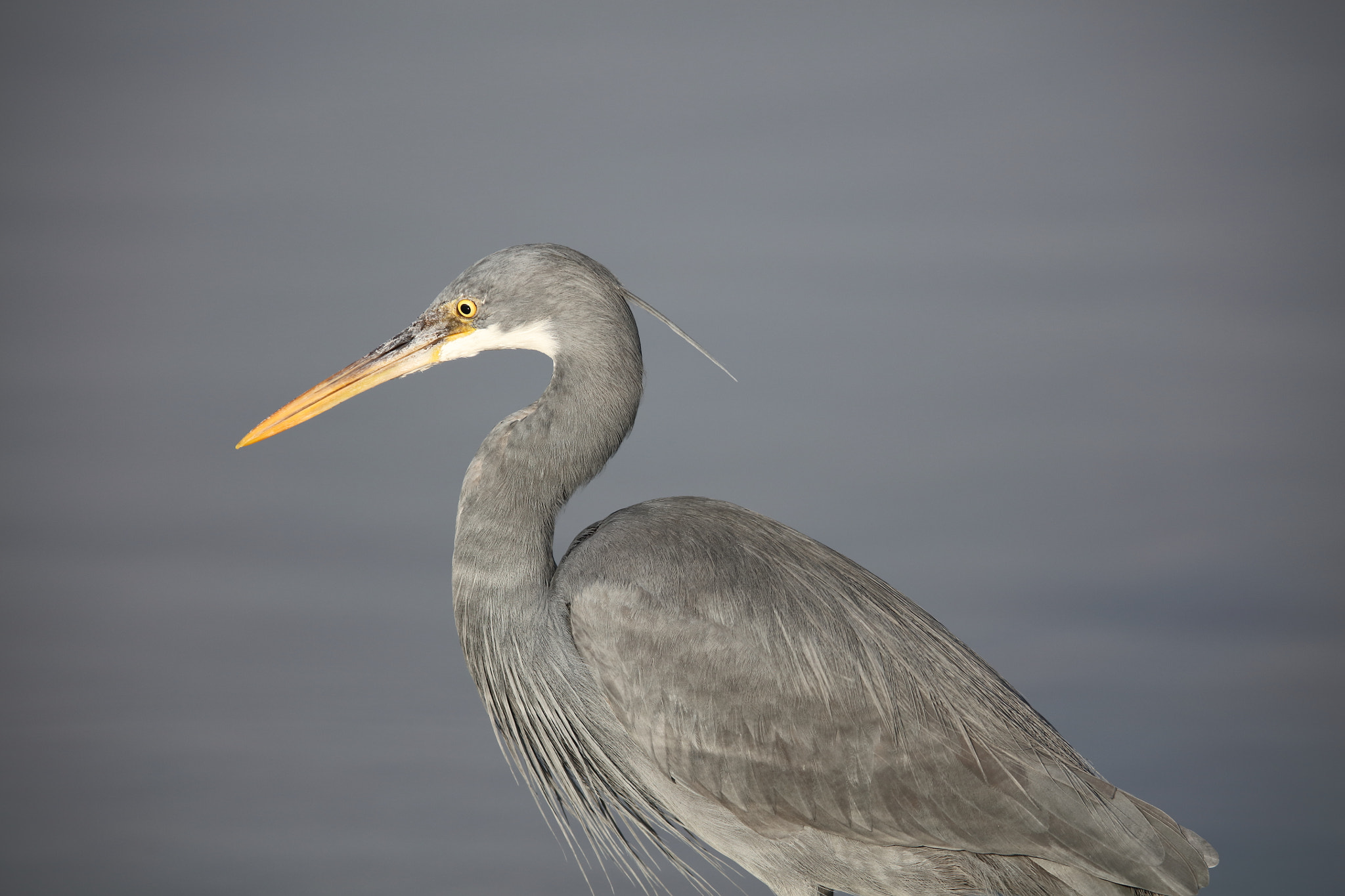 Canon EF 400mm F2.8L IS II USM sample photo. Western reef egret photography