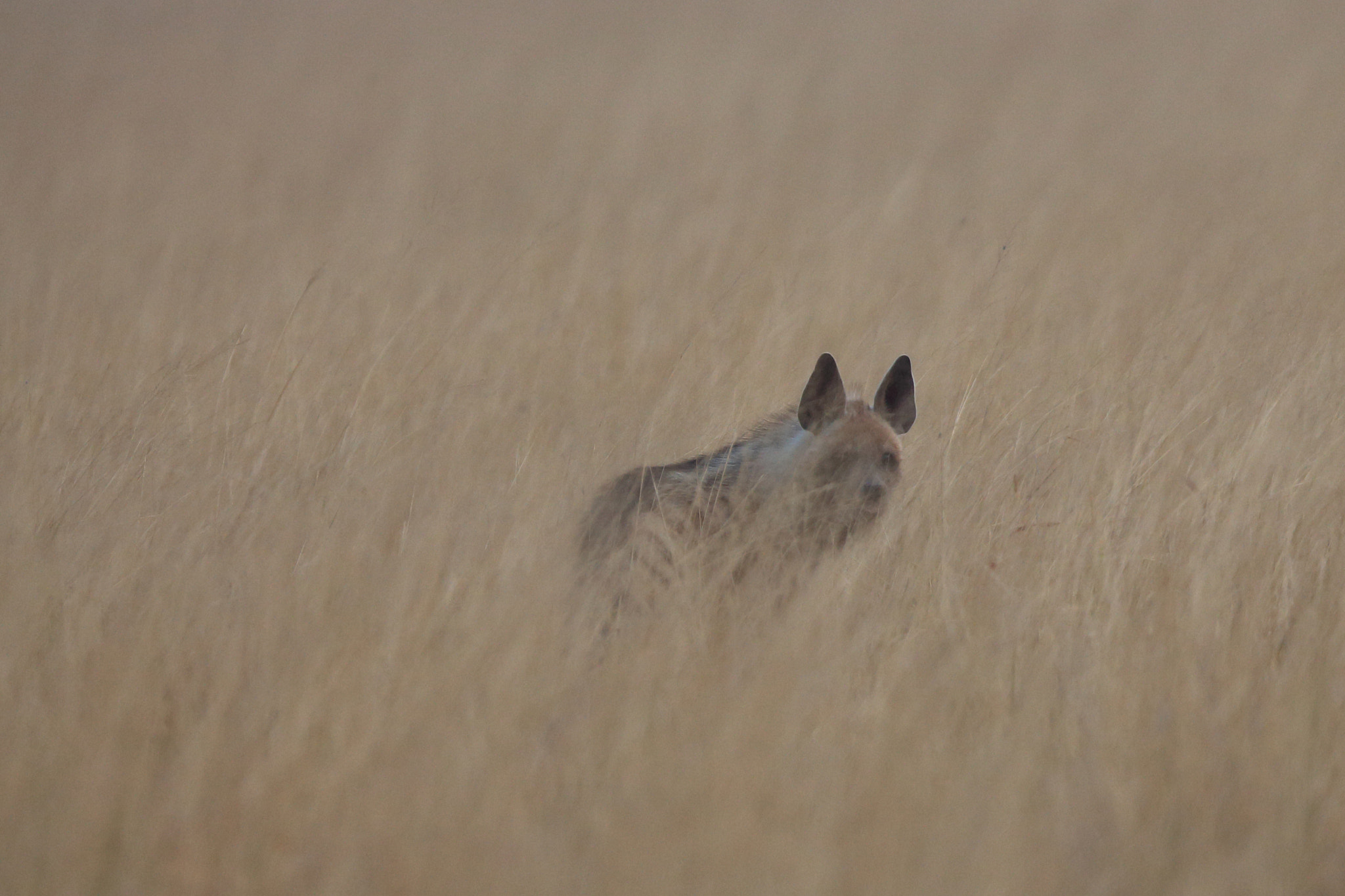Canon EF 400mm F2.8L IS II USM sample photo. A glimpse of stripped hyena photography