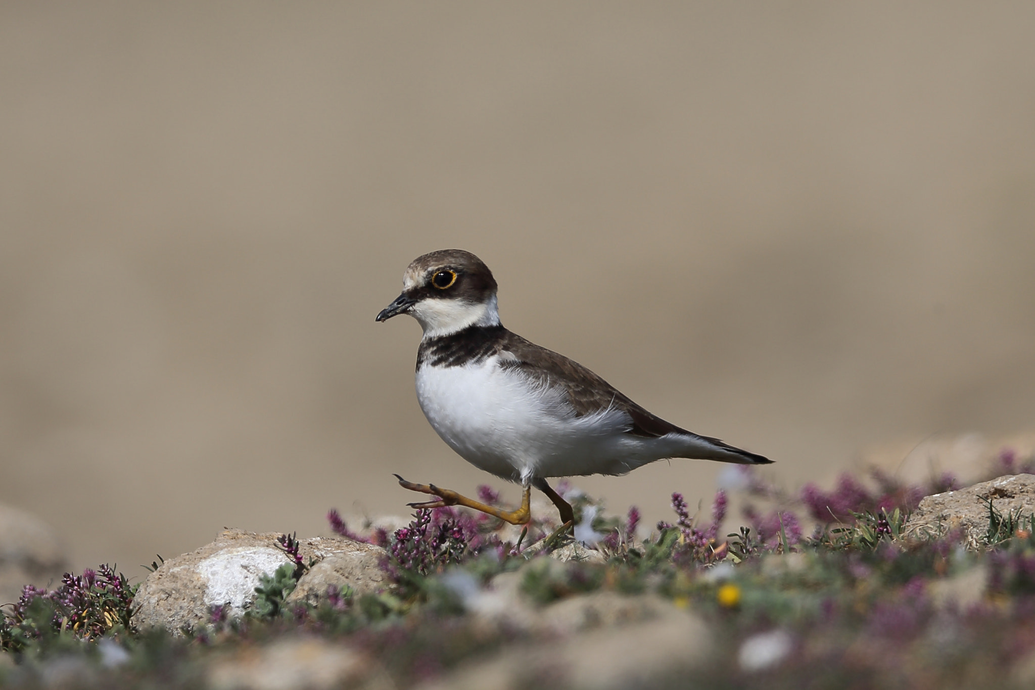 Canon EF 400mm F2.8L IS II USM sample photo. Little ringed plover photography