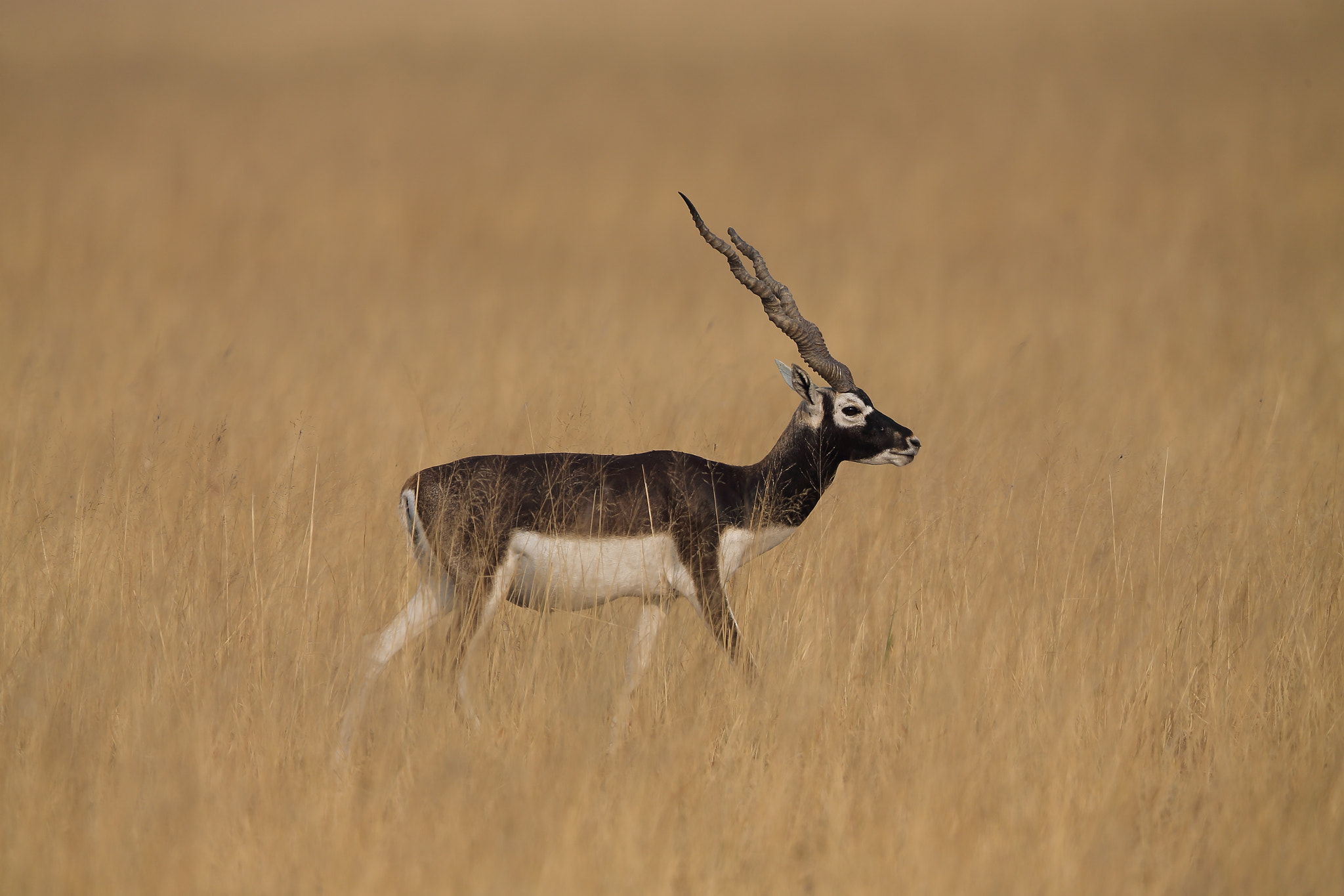 Canon EF 400mm F2.8L IS II USM sample photo. Black buck photography