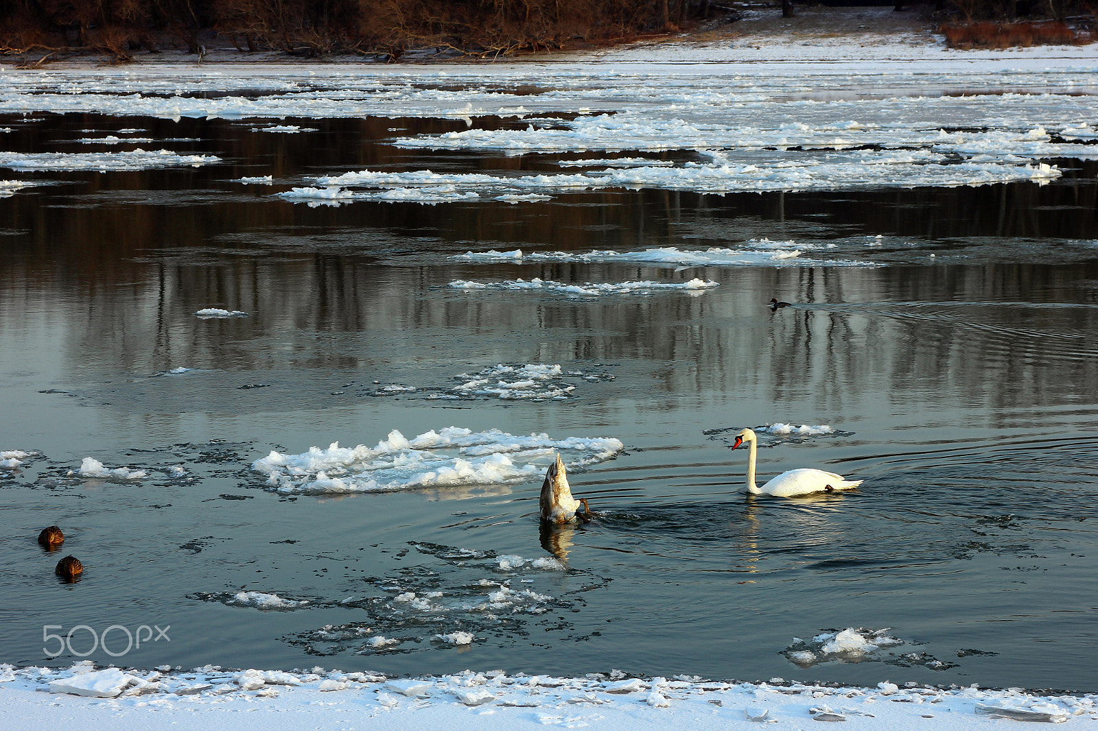 Canon EOS 600D (Rebel EOS T3i / EOS Kiss X5) + Sigma 24-70mm F2.8 EX DG Macro sample photo. Icy river photography