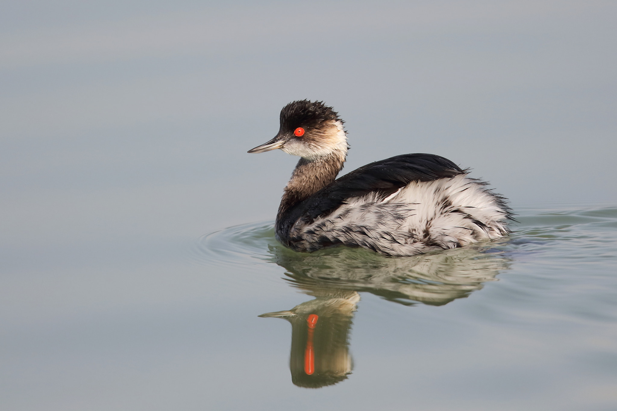 Canon EOS 5DS R + Canon EF 400mm F2.8L IS II USM sample photo. Black-necked grebe photography