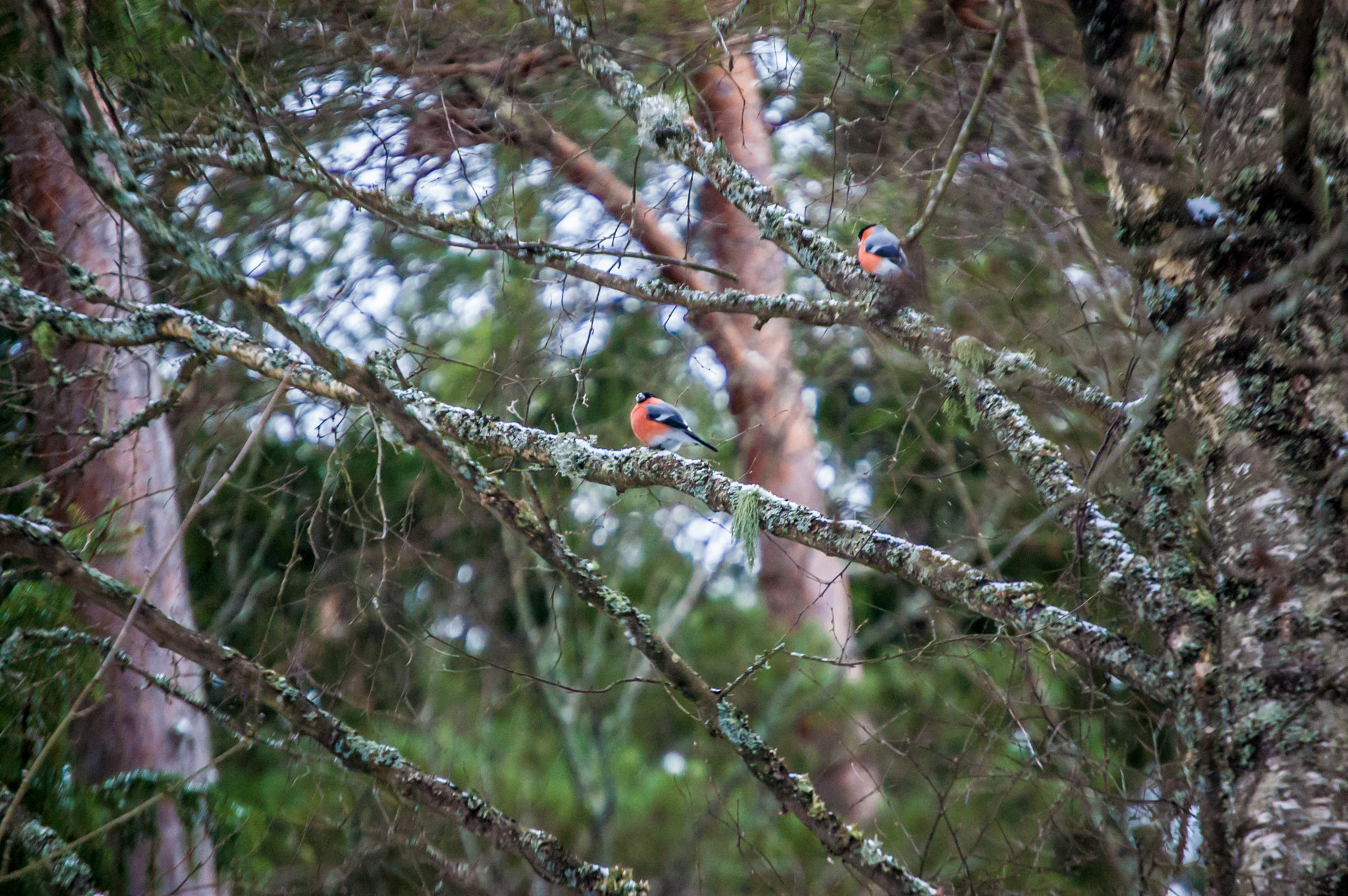 Nikon D40 sample photo. Winter love birds photography