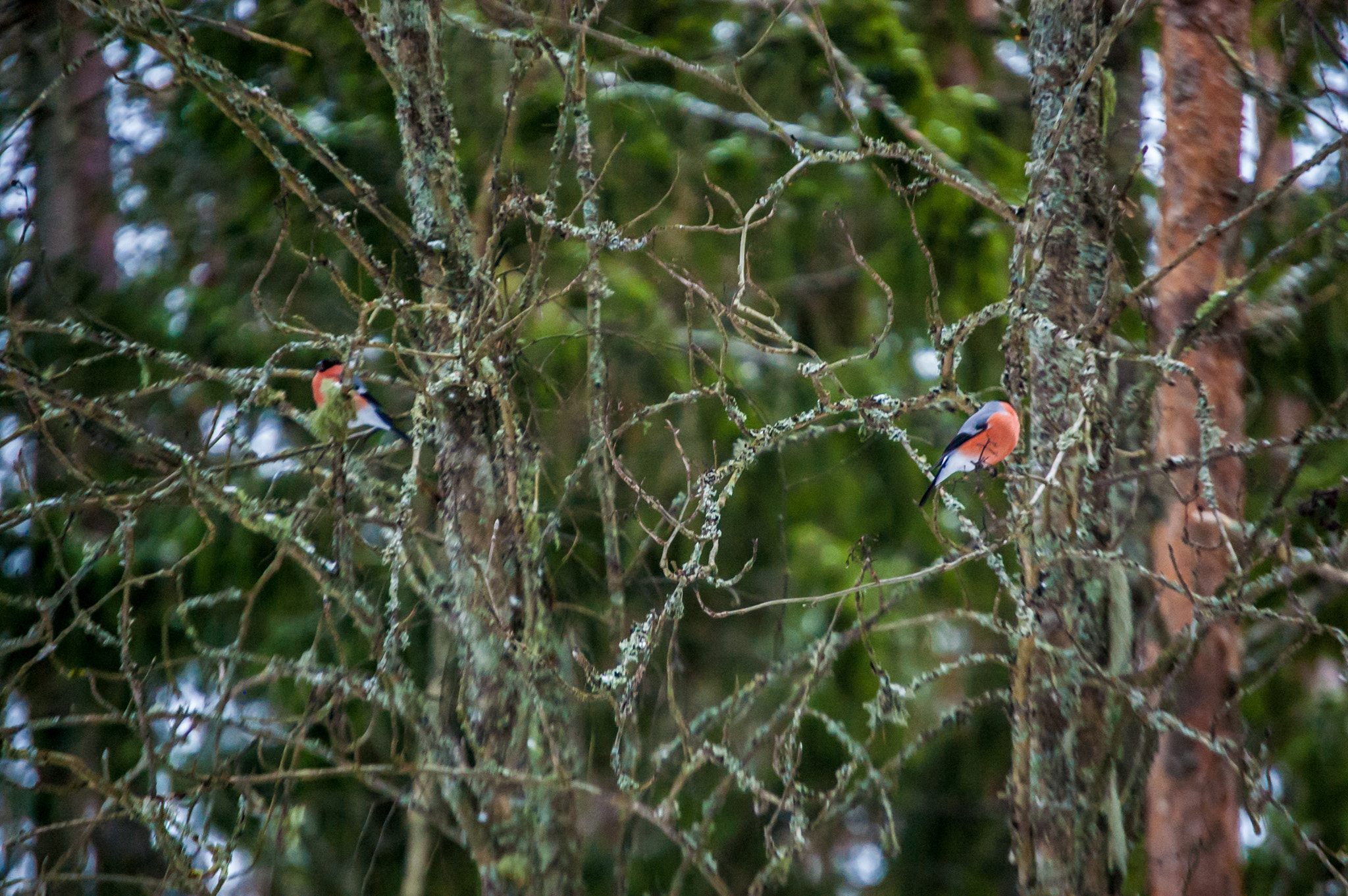 Nikon D40 sample photo. Winter love birds photography