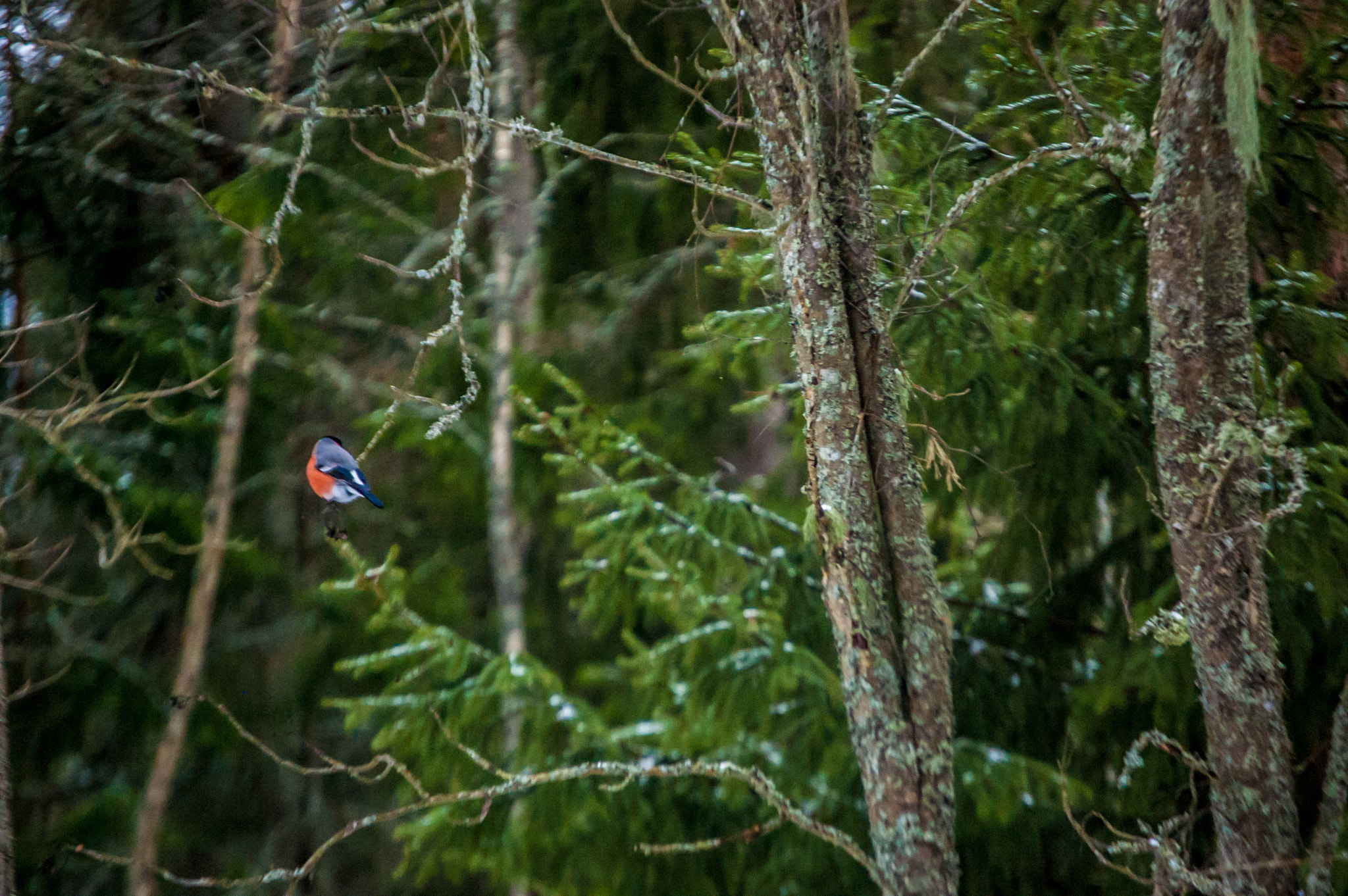 Nikon D40 sample photo. Winter love birds photography