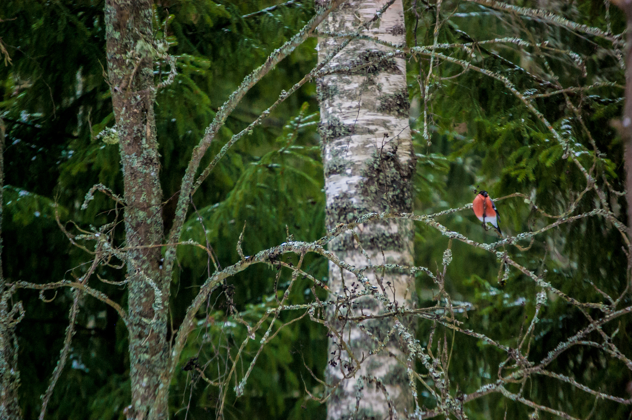 Nikon D40 sample photo. Winter love birds photography