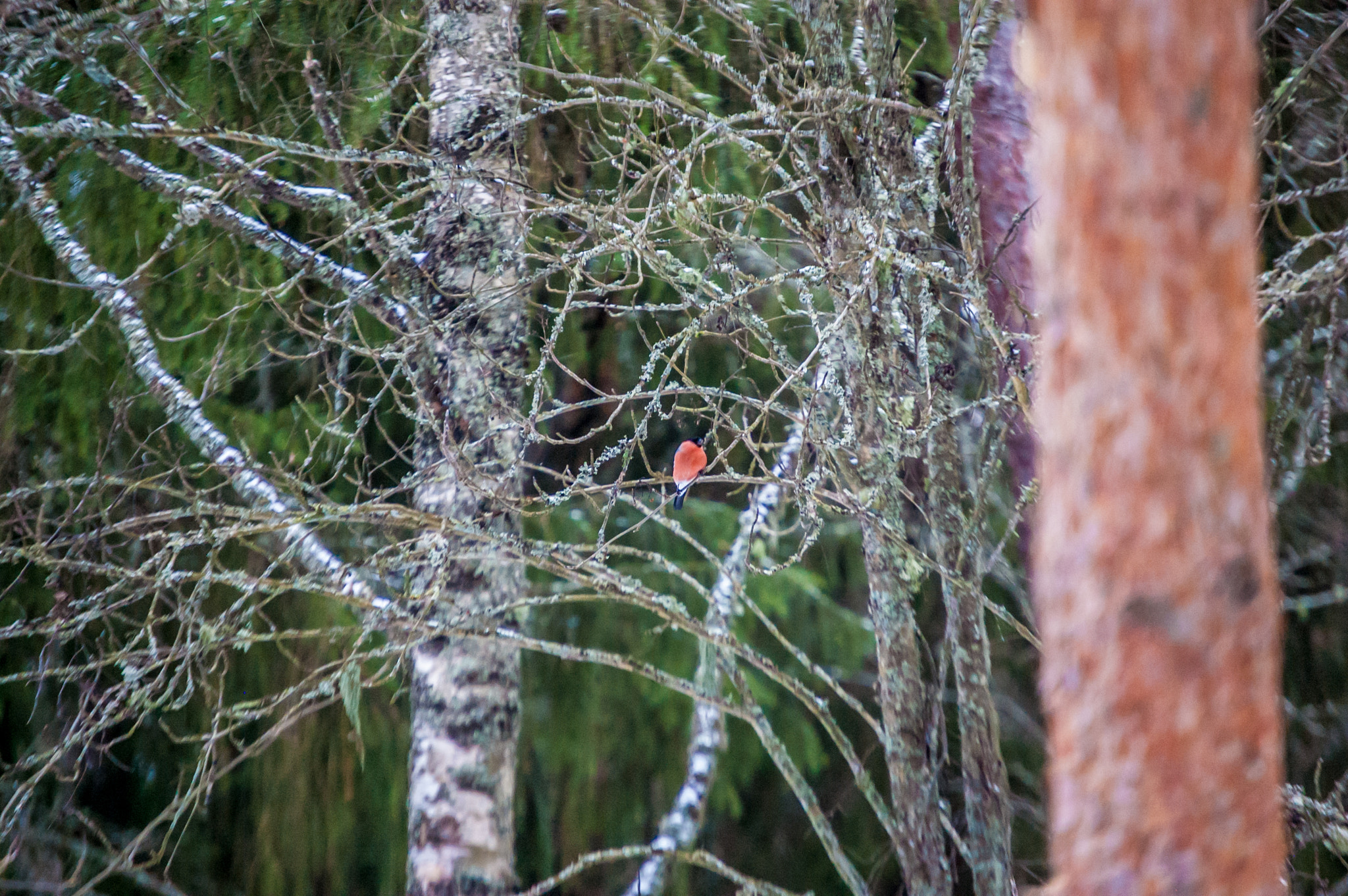 Nikon D40 sample photo. Winter love birds photography