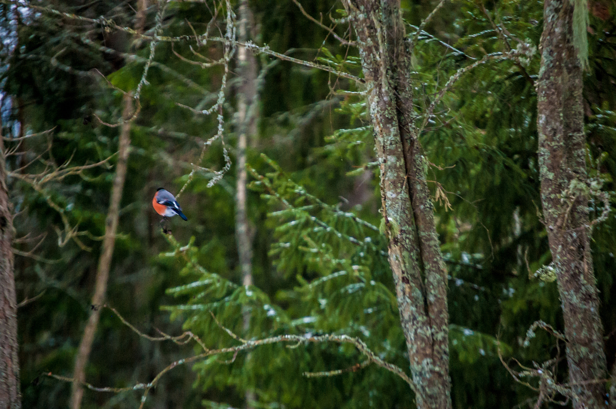 Nikon D40 sample photo. Winter love birds photography