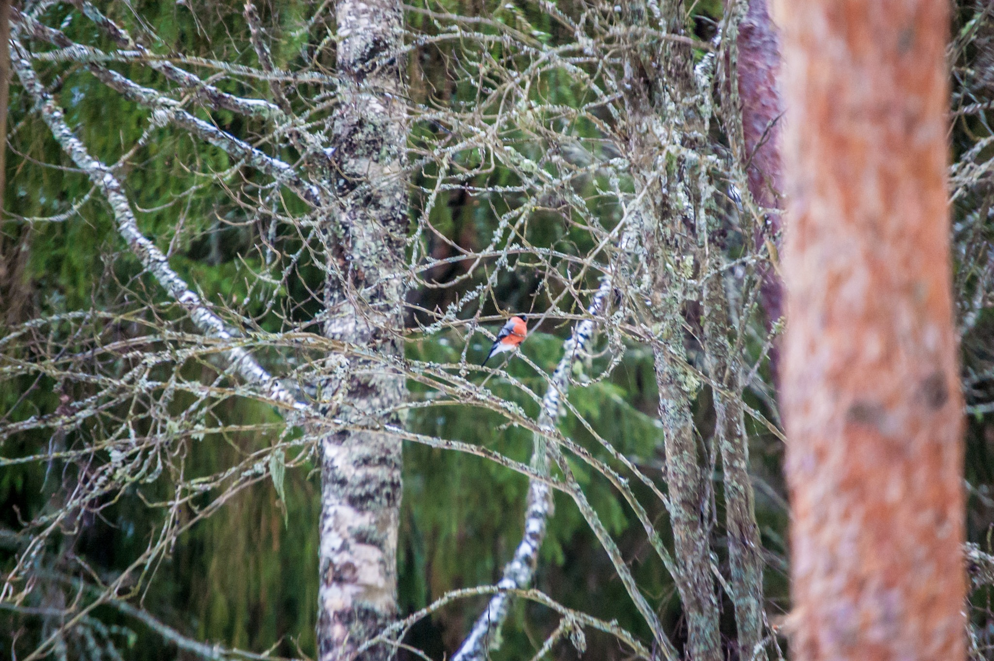Nikon D40 sample photo. Winter love birds photography