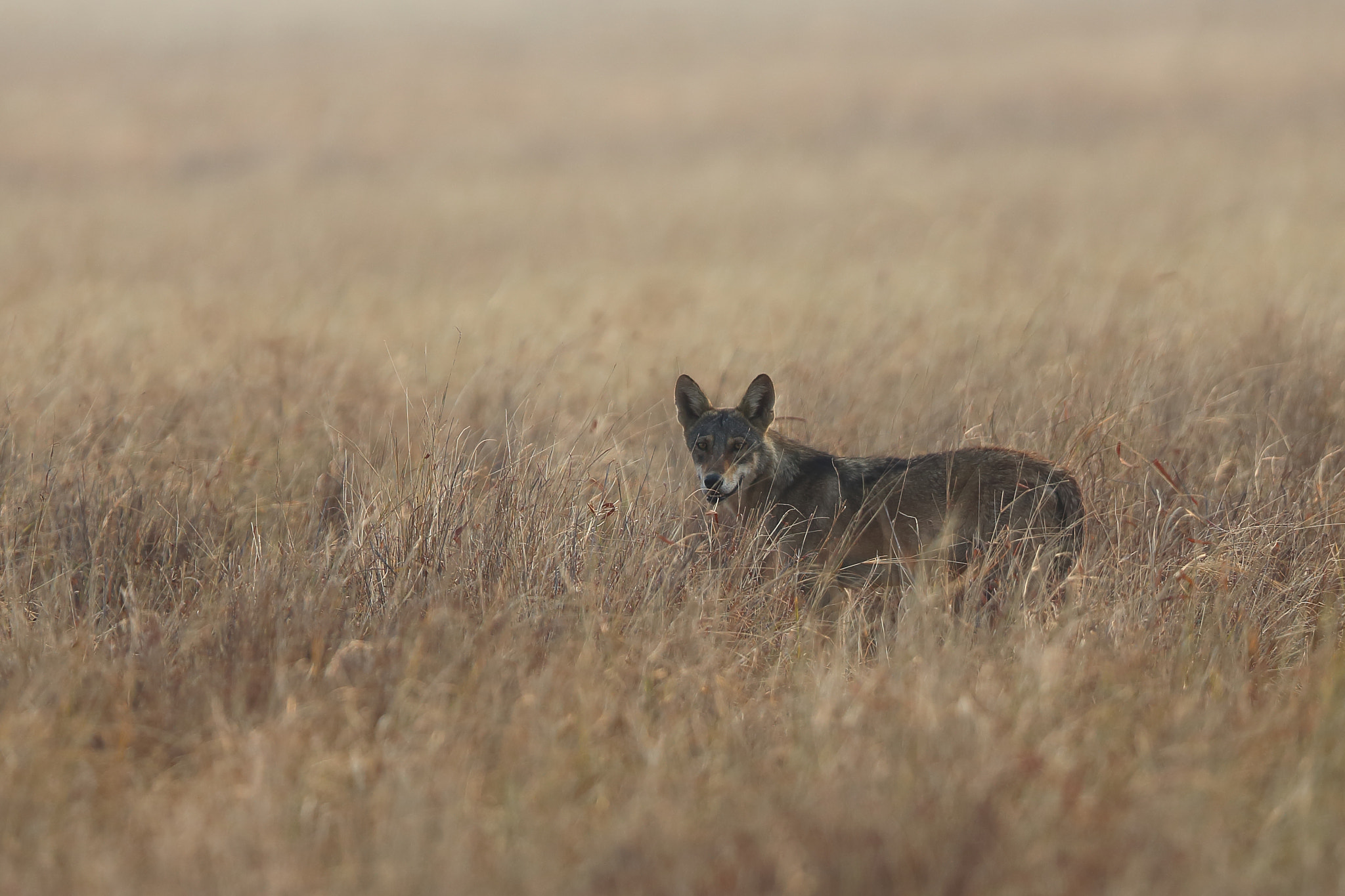 Canon EF 400mm F2.8L IS II USM sample photo. Indian fox photography