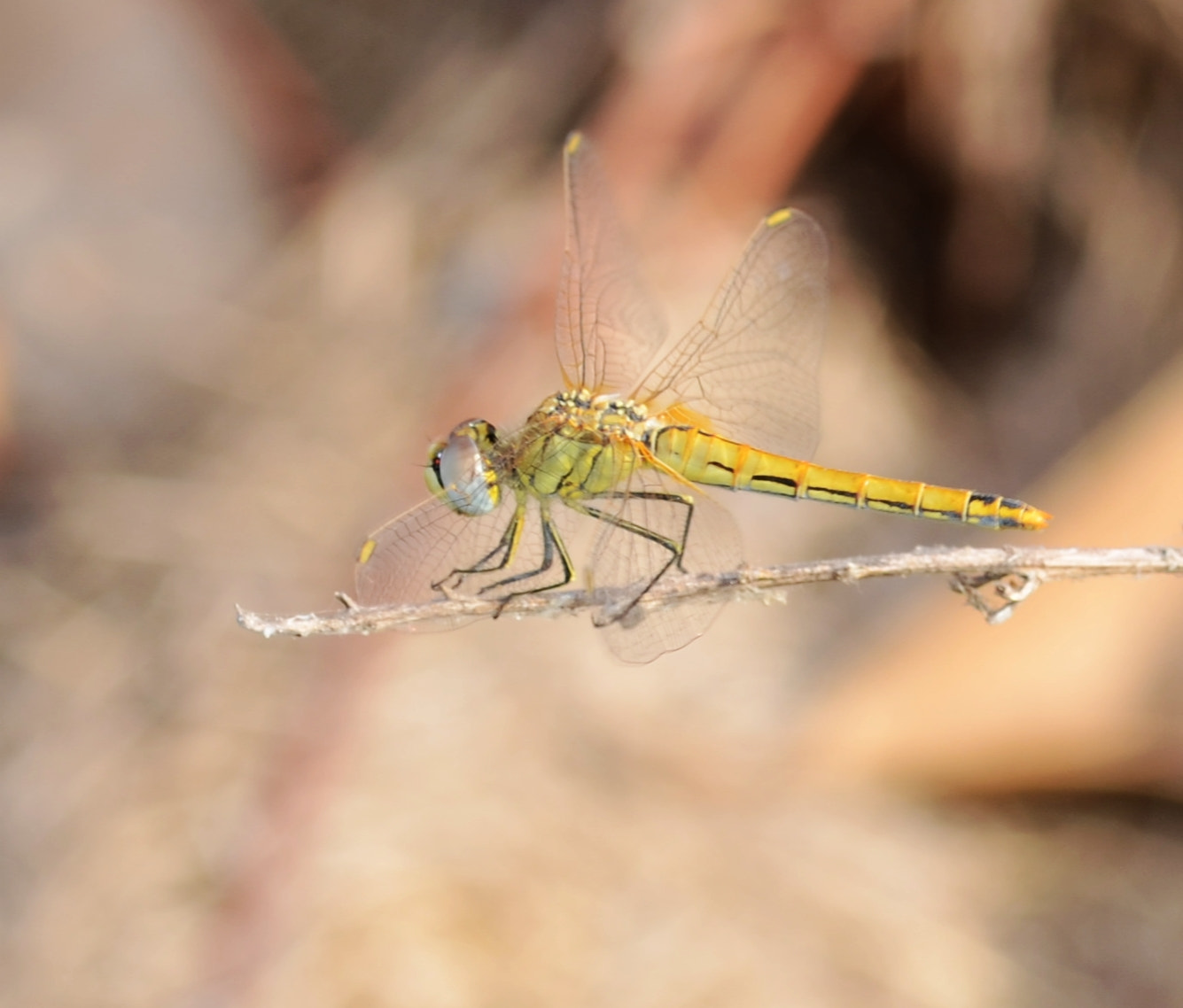 Sigma 105mm F2.8 EX DG OS HSM sample photo. Dragonfly photography