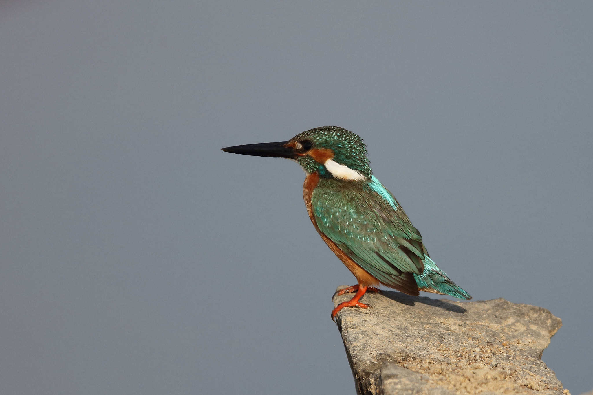 Canon EF 400mm F2.8L IS II USM sample photo. Common kingfisher photography