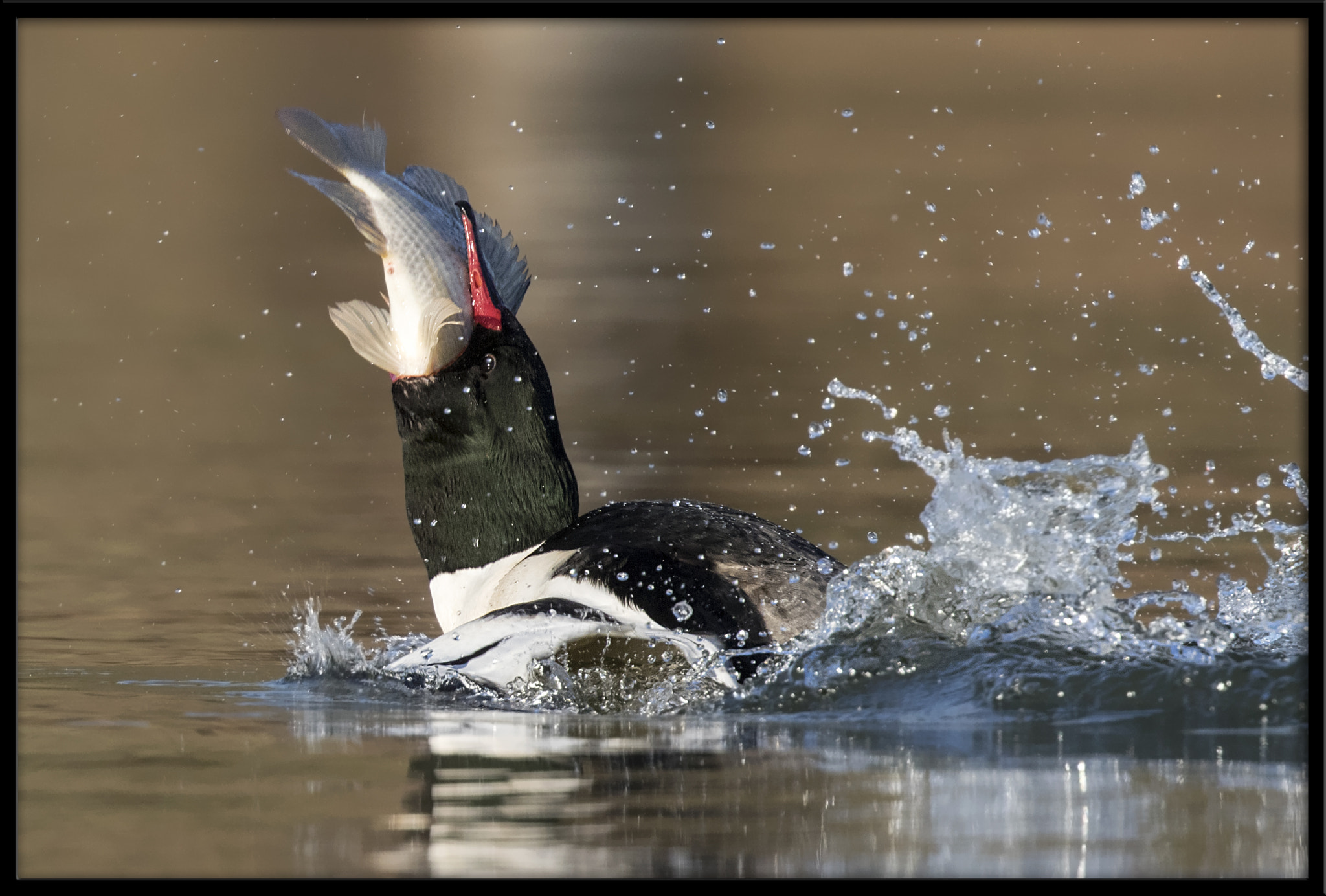 Canon EF 500mm F4L IS II USM sample photo. Common merganser (m) with sushi dinner (5 of 5) photography