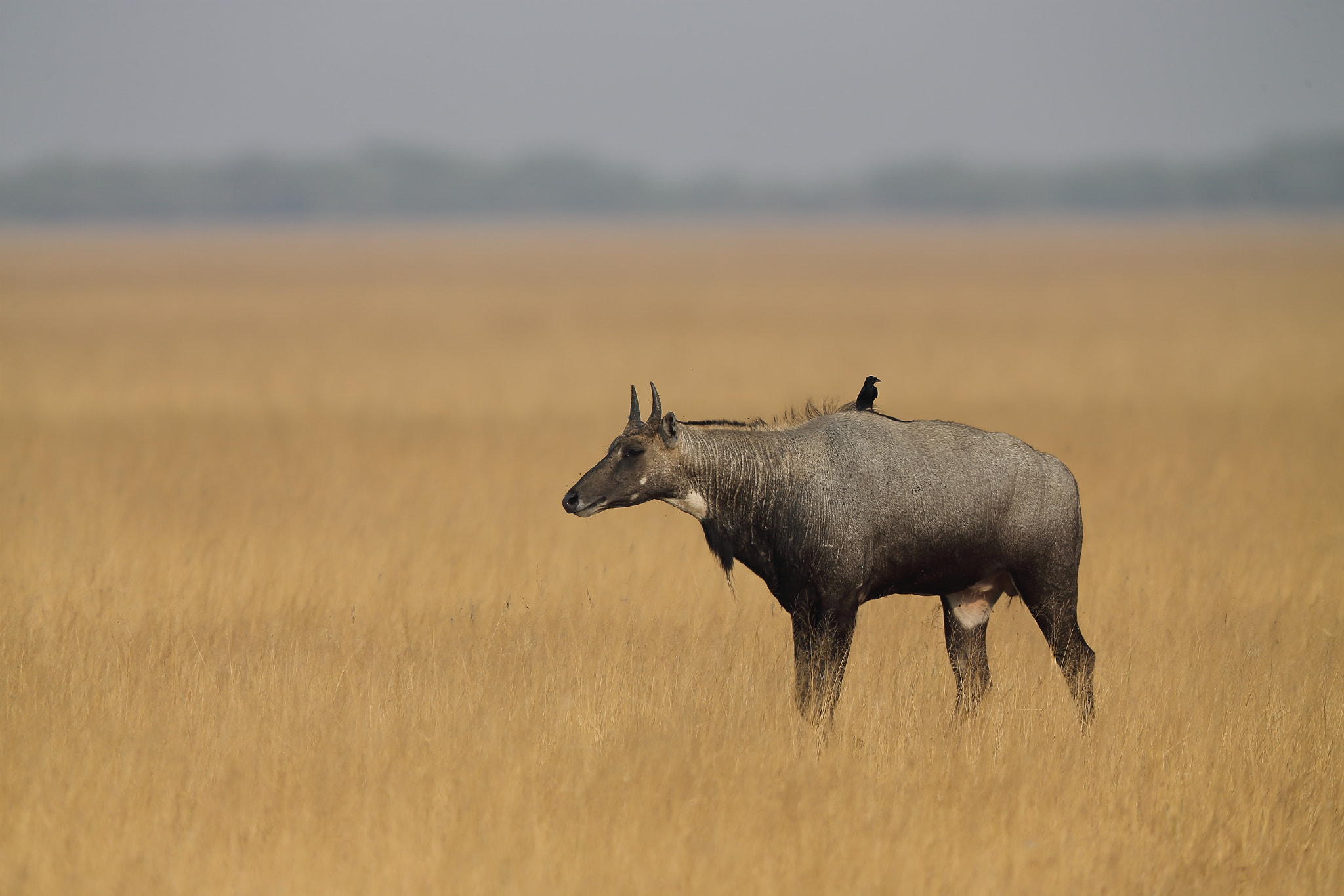 Canon EF 400mm F2.8L IS II USM sample photo. Blue bull photography