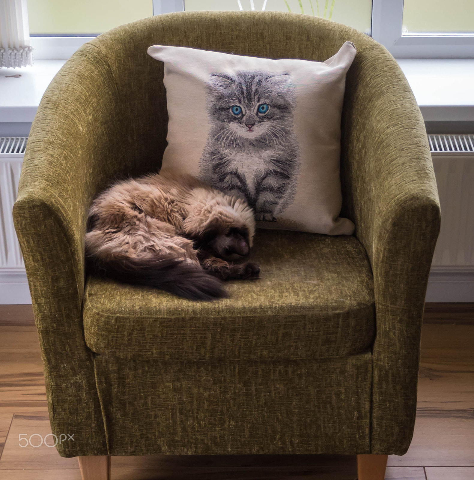 Olympus OM-D E-M5 sample photo. Cat nap photography