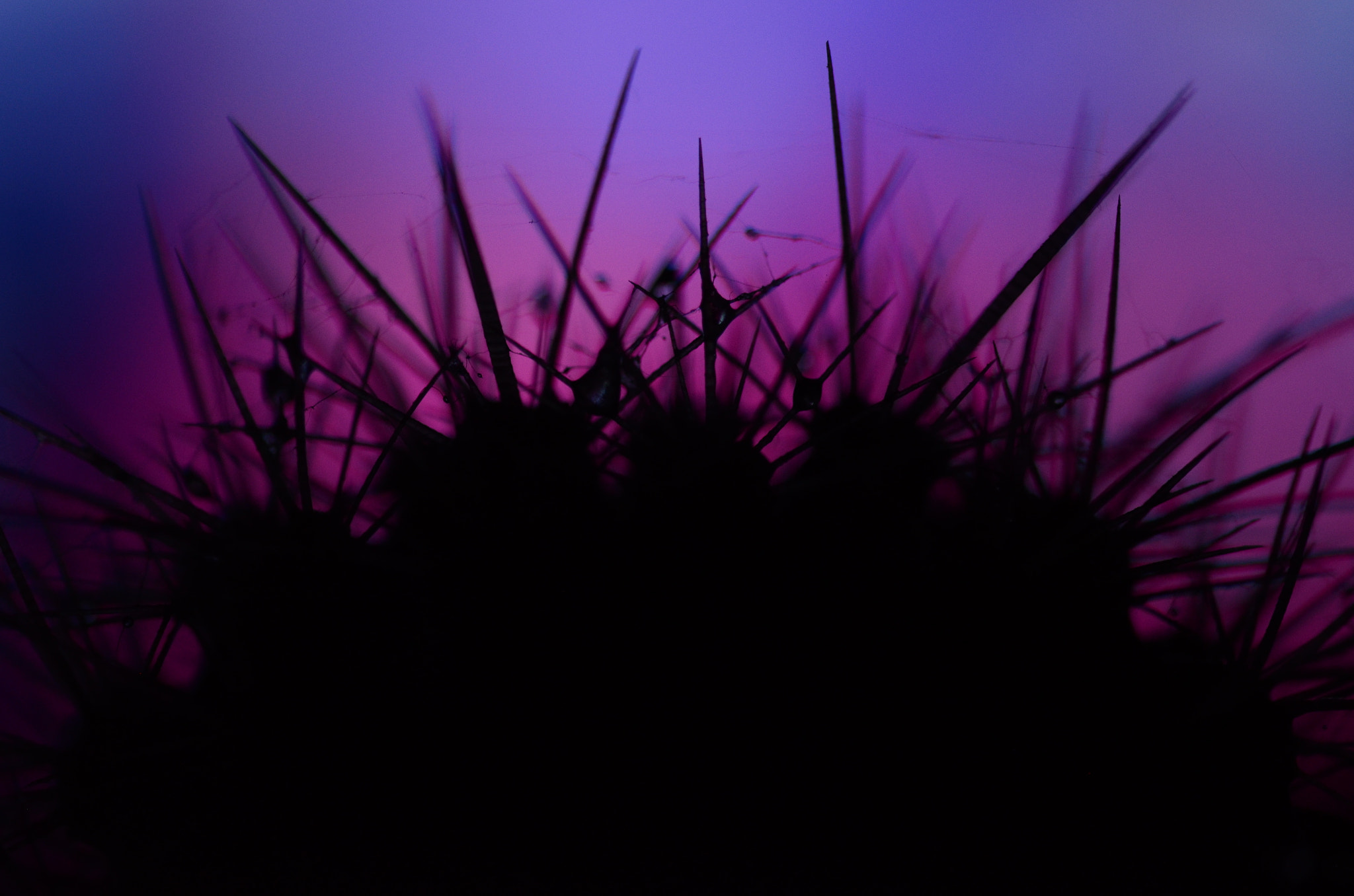 Sigma 105mm F2.8 EX DG OS HSM sample photo. Light photography