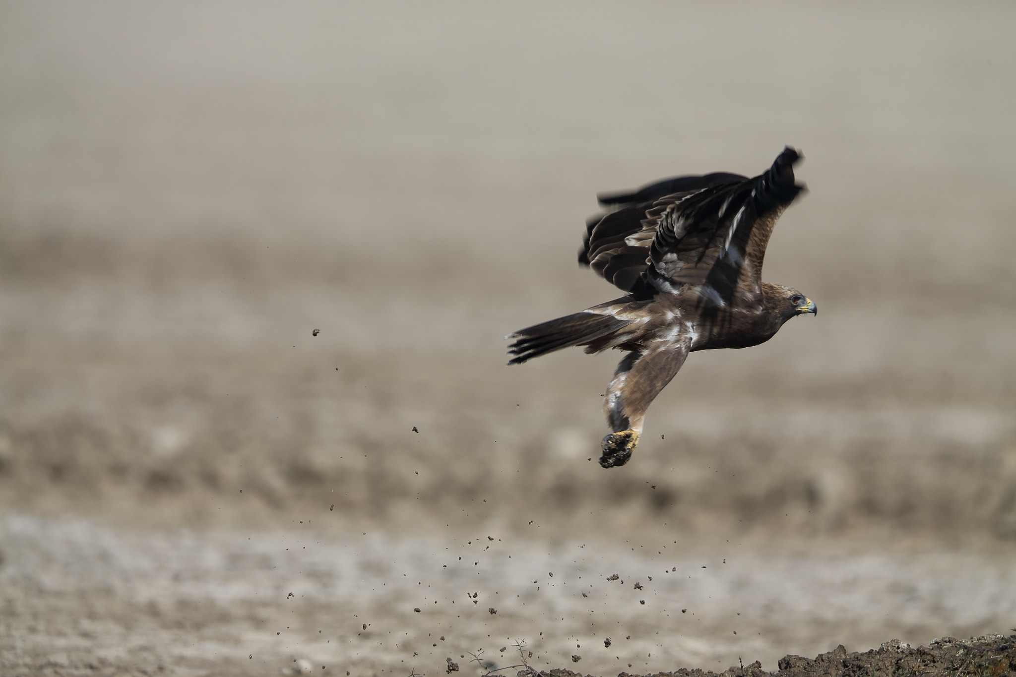 Canon EF 400mm F2.8L IS II USM sample photo. Eastern imperial eagle photography