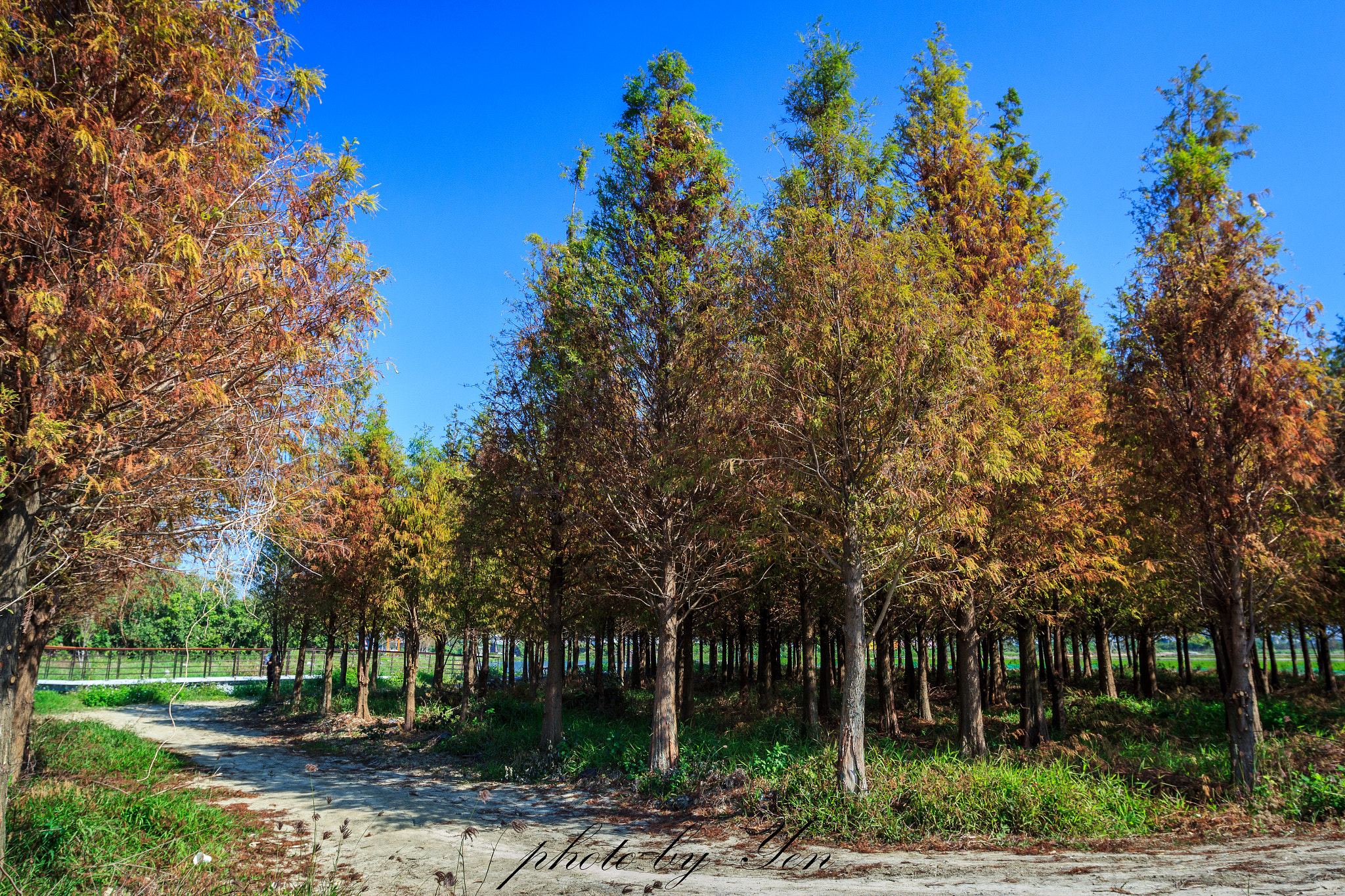 Canon EF 16-35mm F2.8L II USM sample photo. 落羽松 photography
