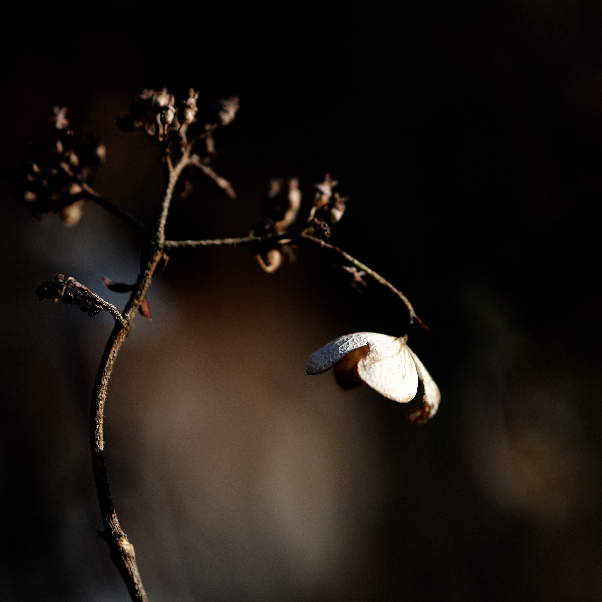 Nikon AF-S Micro-Nikkor 105mm F2.8G IF-ED VR sample photo. Winterkleuren photography