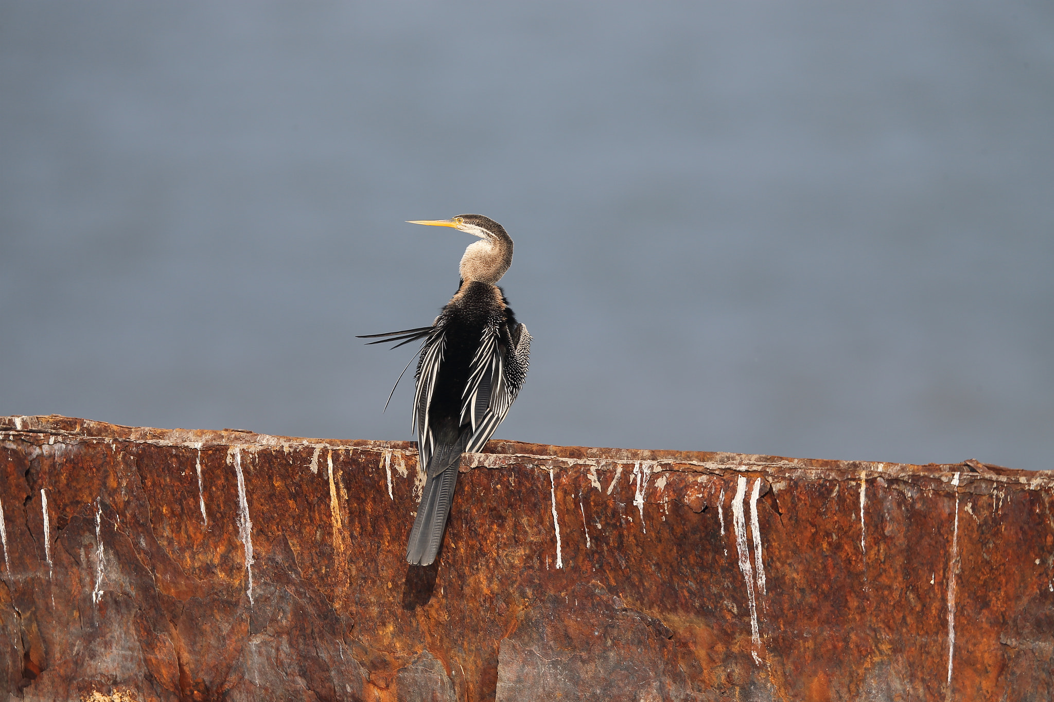 Canon EF 400mm F2.8L IS II USM sample photo. Darter photography