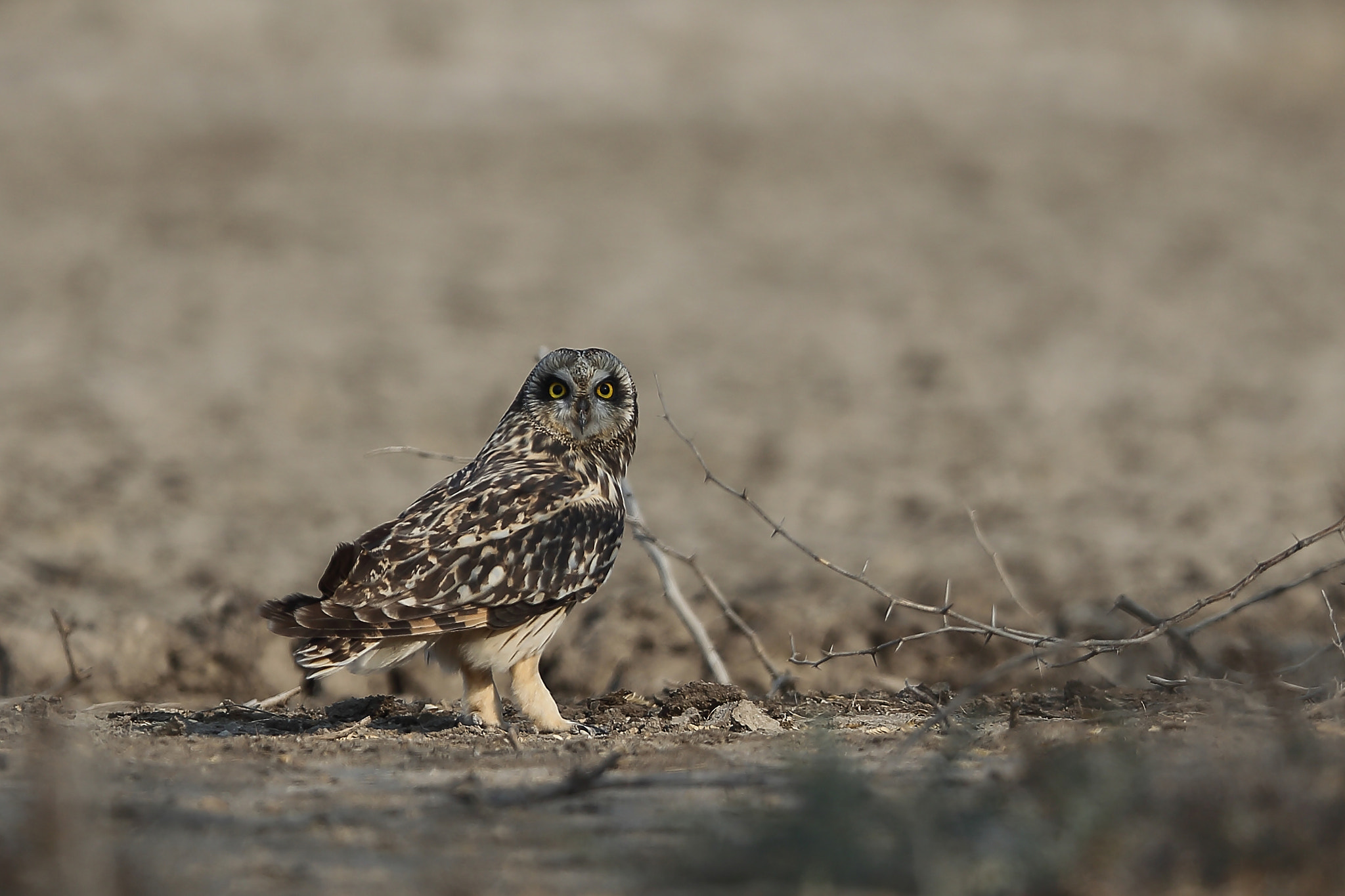Canon EF 400mm F2.8L IS II USM sample photo. Short-eared owl photography