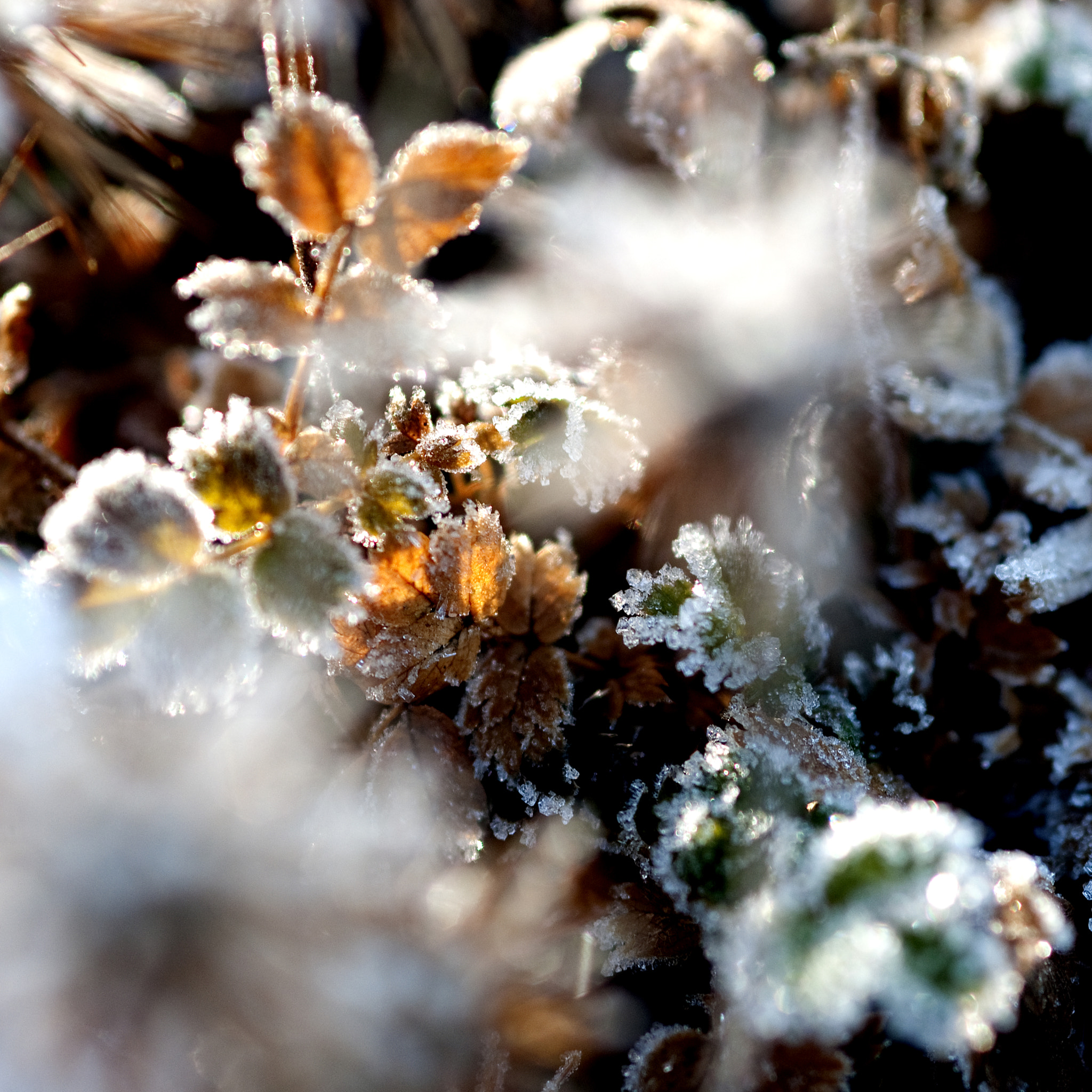Nikon AF-S Micro-Nikkor 105mm F2.8G IF-ED VR sample photo. Winterkleuren photography