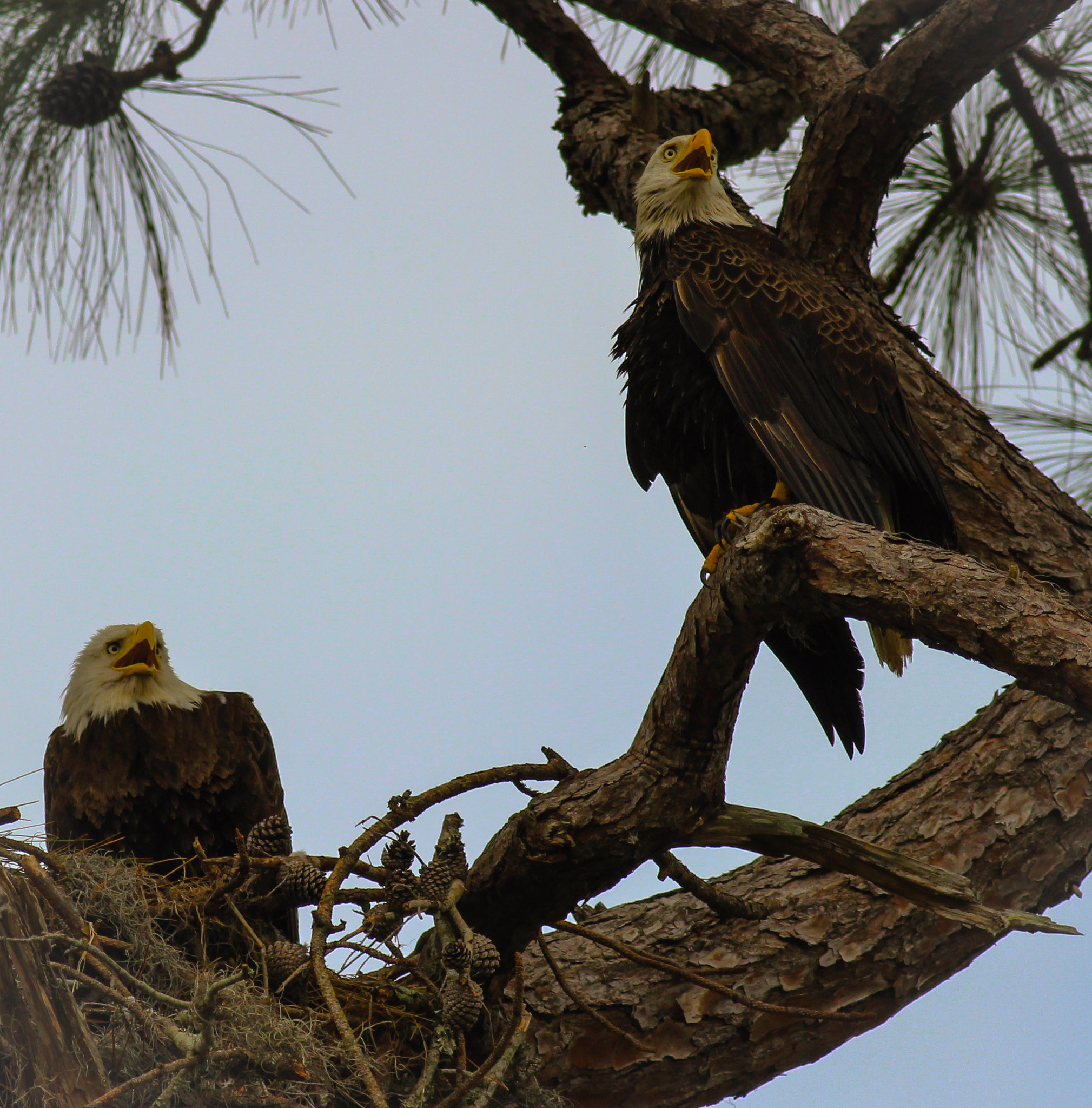 Canon EOS 600D (Rebel EOS T3i / EOS Kiss X5) + Canon EF 400mm F5.6L USM sample photo. Eagles calling photography