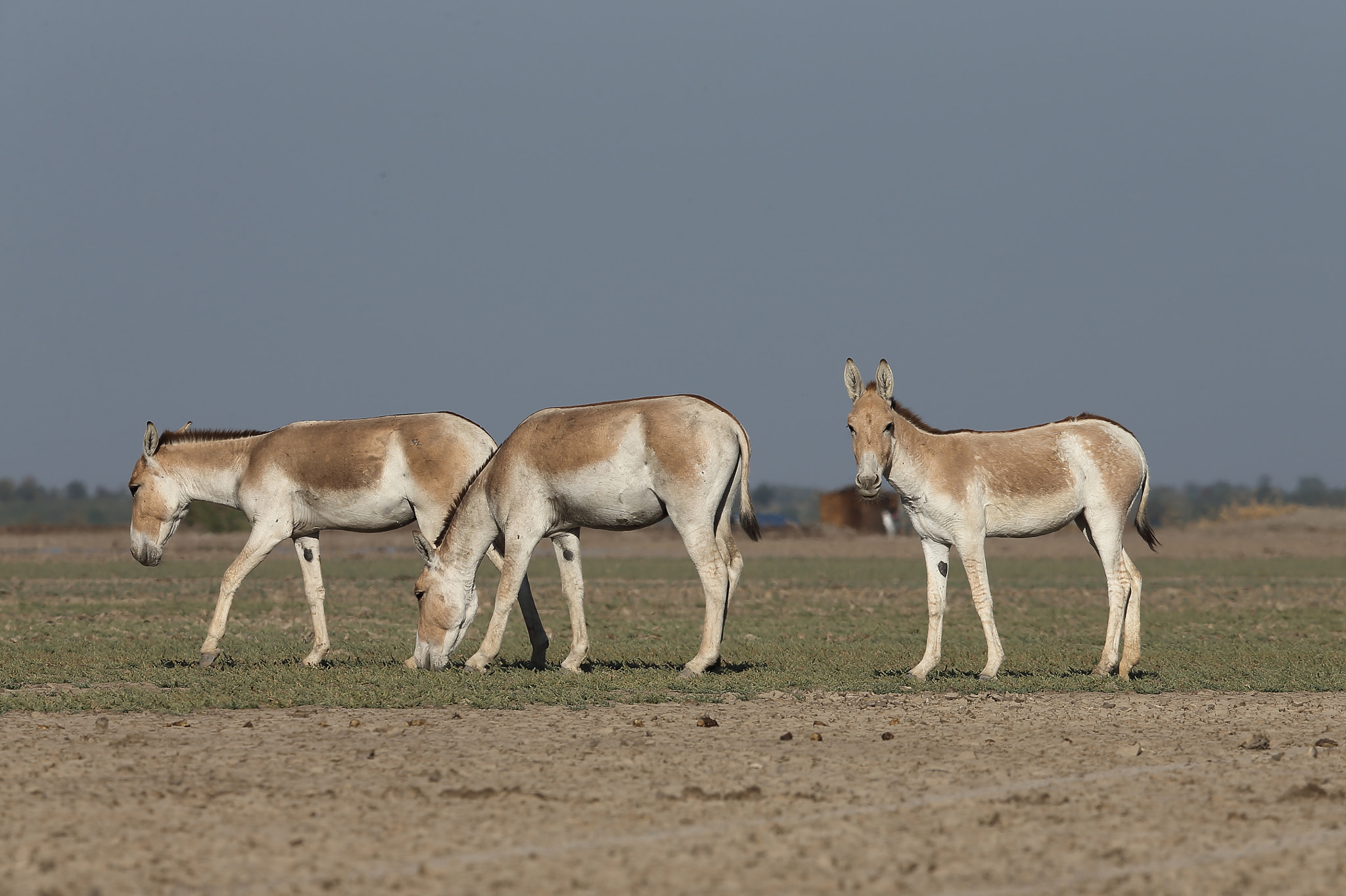 Canon EF 400mm F2.8L IS II USM sample photo. Asiatic wild ass photography