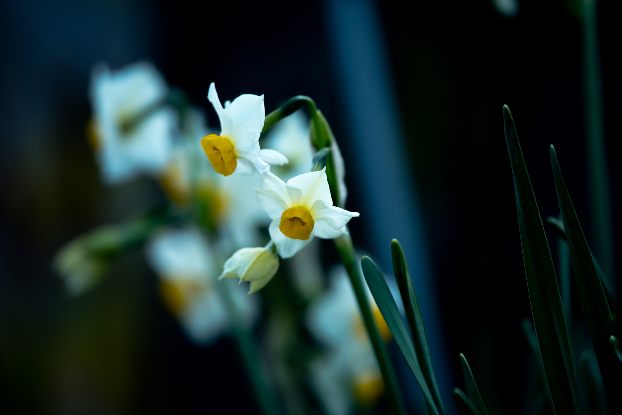 Nikon Nikkor AF-S 300mm F4E PF ED VR sample photo. Narcissus photography