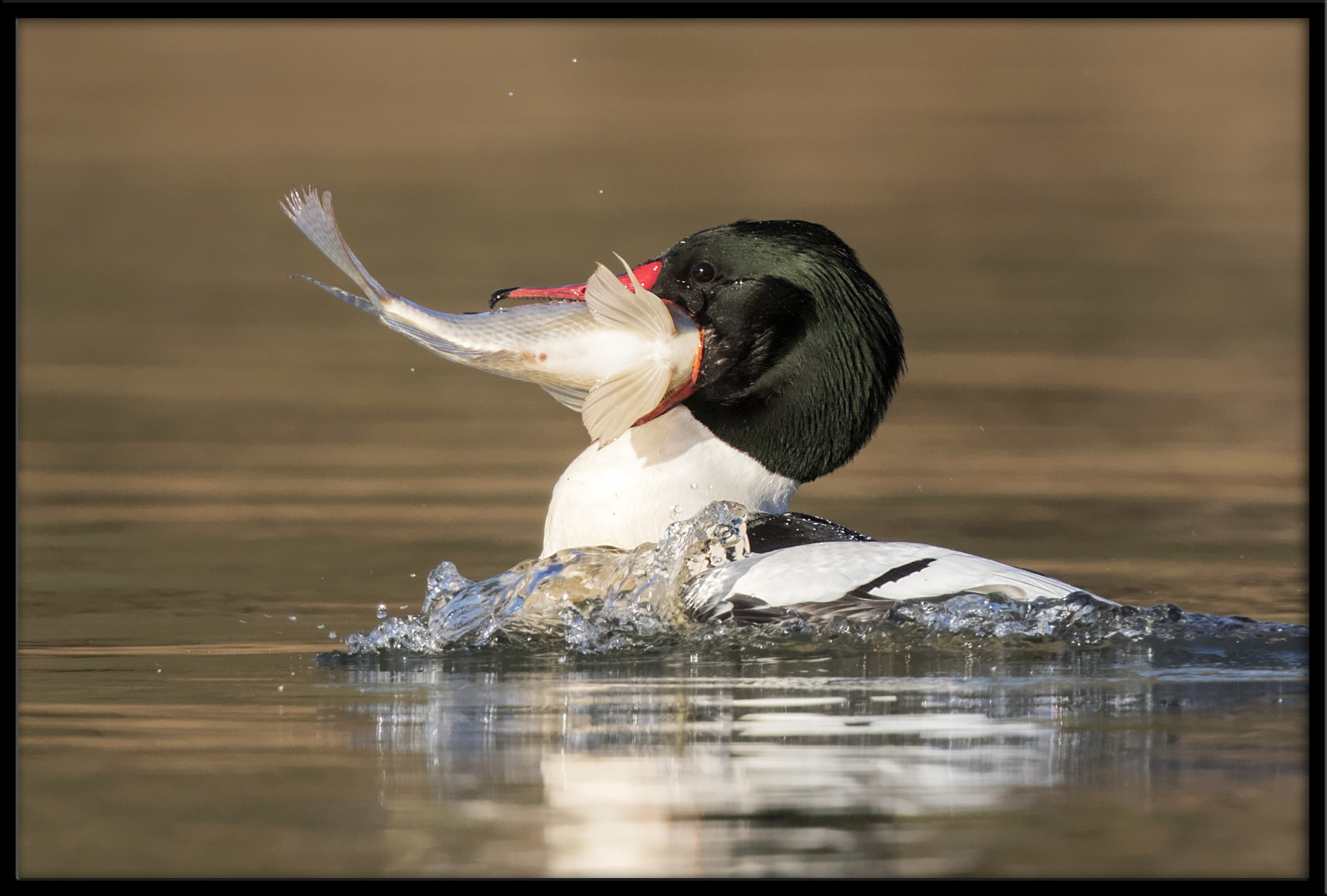 Canon EF 500mm F4L IS II USM sample photo. Common merganser (m) with sushi dinner (4 of 5) photography