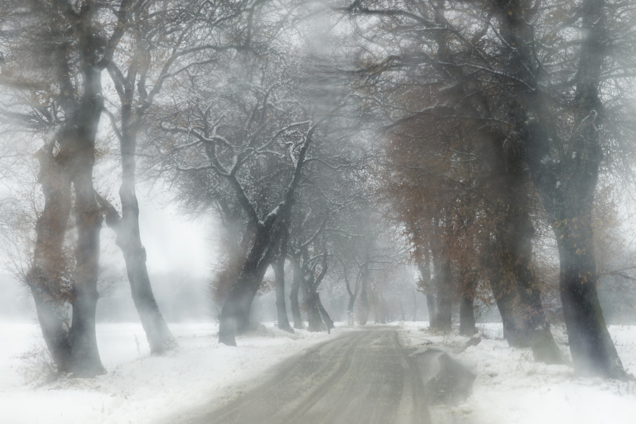 ZEISS Makro-Planar T* 100mm F2 sample photo. Winter road photography