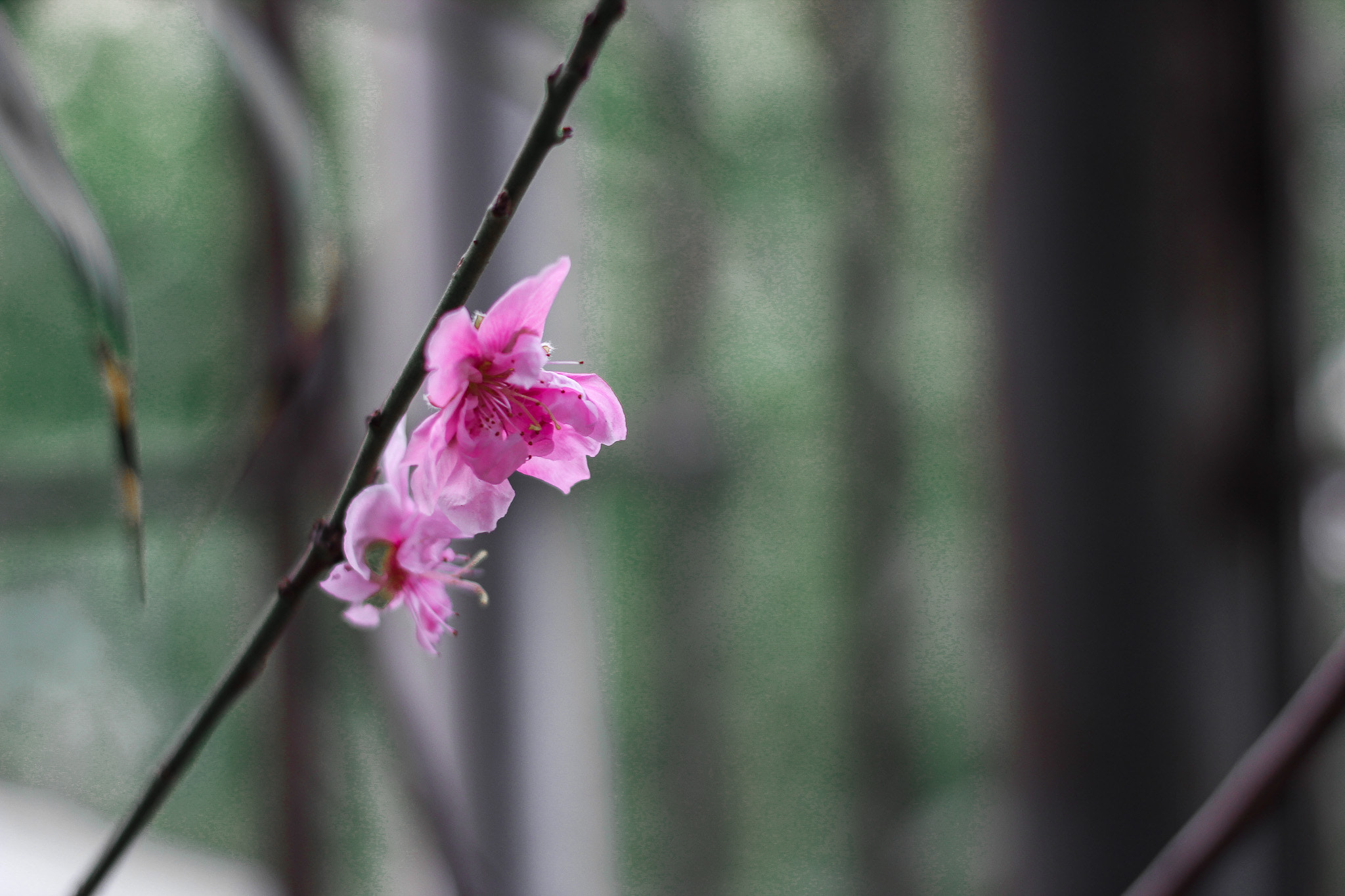 Canon EOS 550D (EOS Rebel T2i / EOS Kiss X4) sample photo. Peach blossom photography