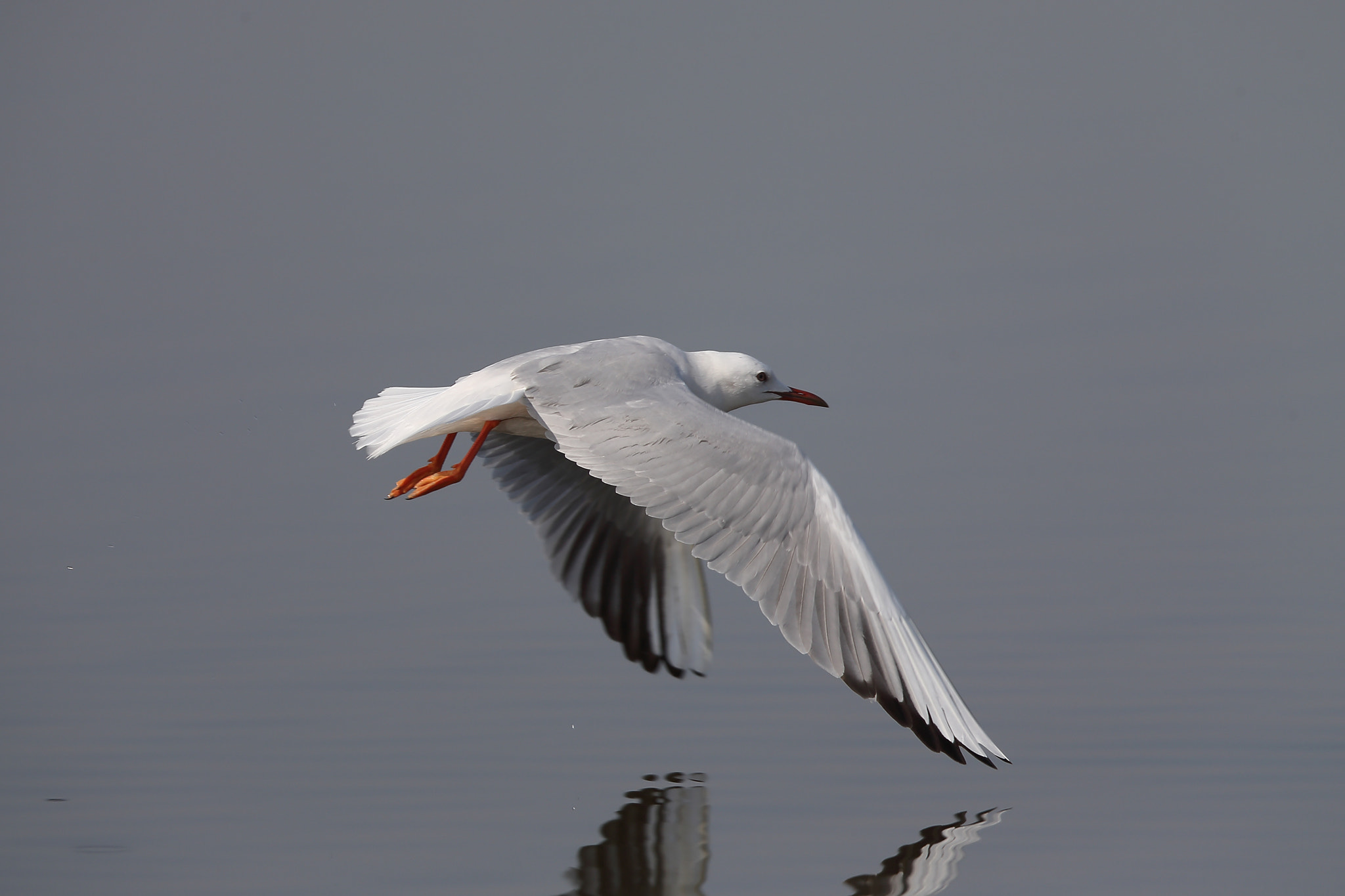 Canon EF 400mm F2.8L IS II USM sample photo. Slender-billed gull photography