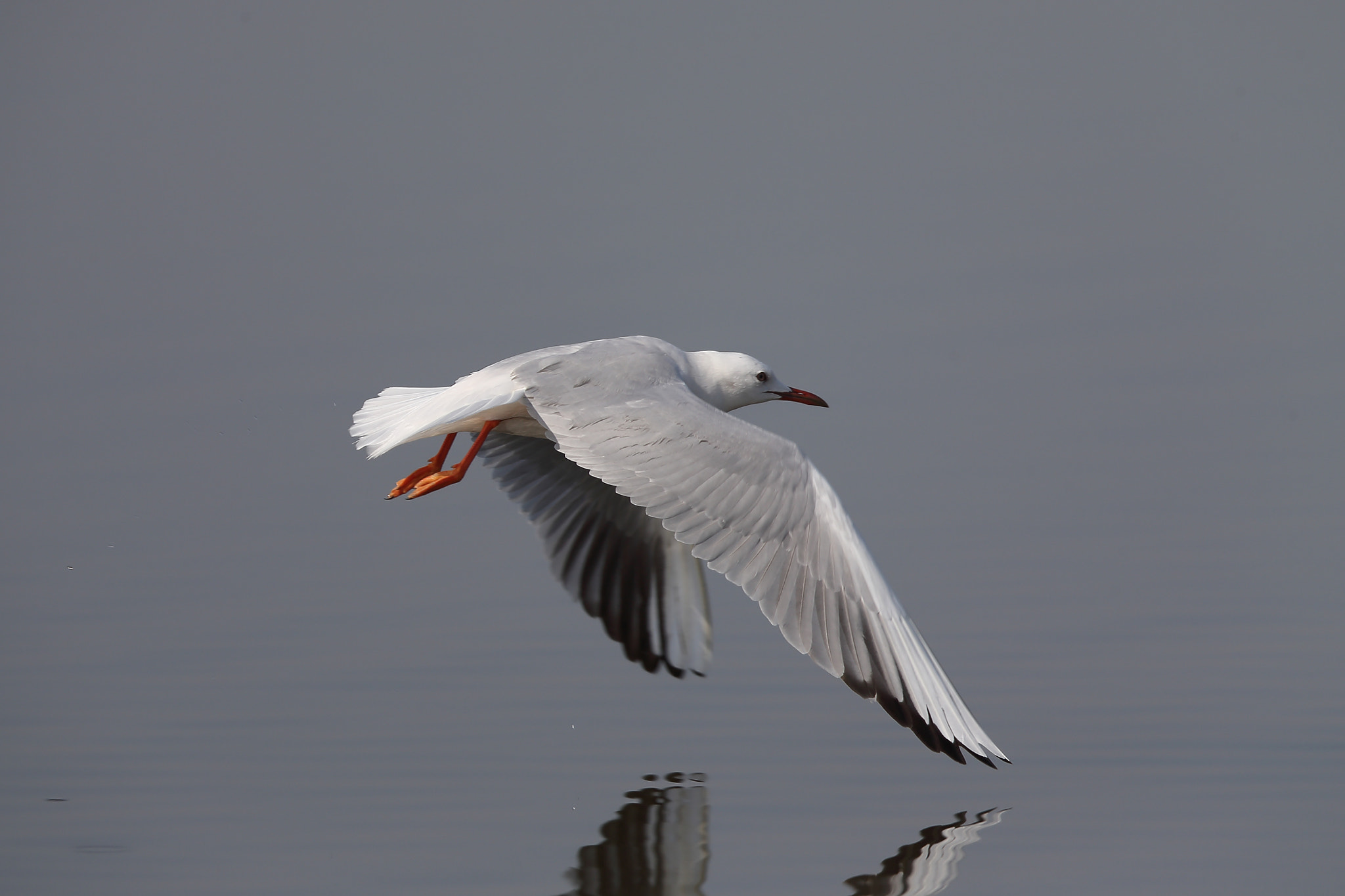 Canon EOS-1D X + Canon EF 400mm F2.8L IS II USM sample photo. Slender-billed gull photography