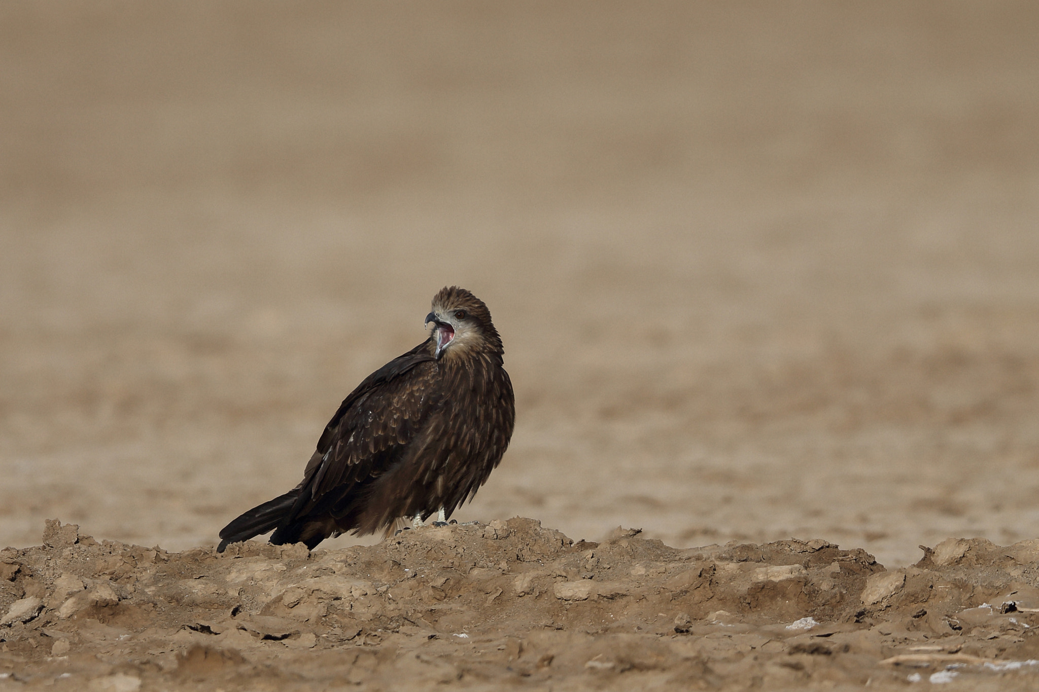 Canon EF 400mm F2.8L IS II USM sample photo. Eastern imperial eagle photography