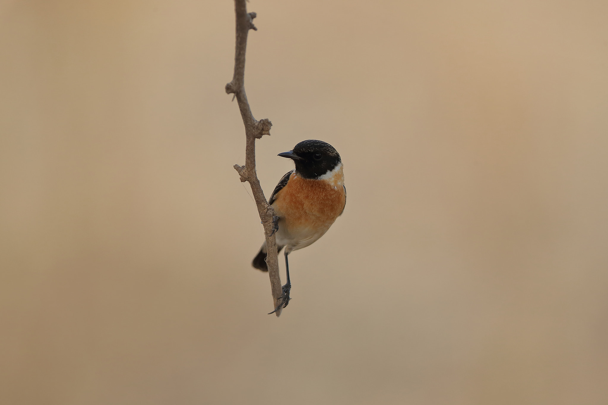 Canon EF 400mm F2.8L IS II USM sample photo. Common stonechat photography