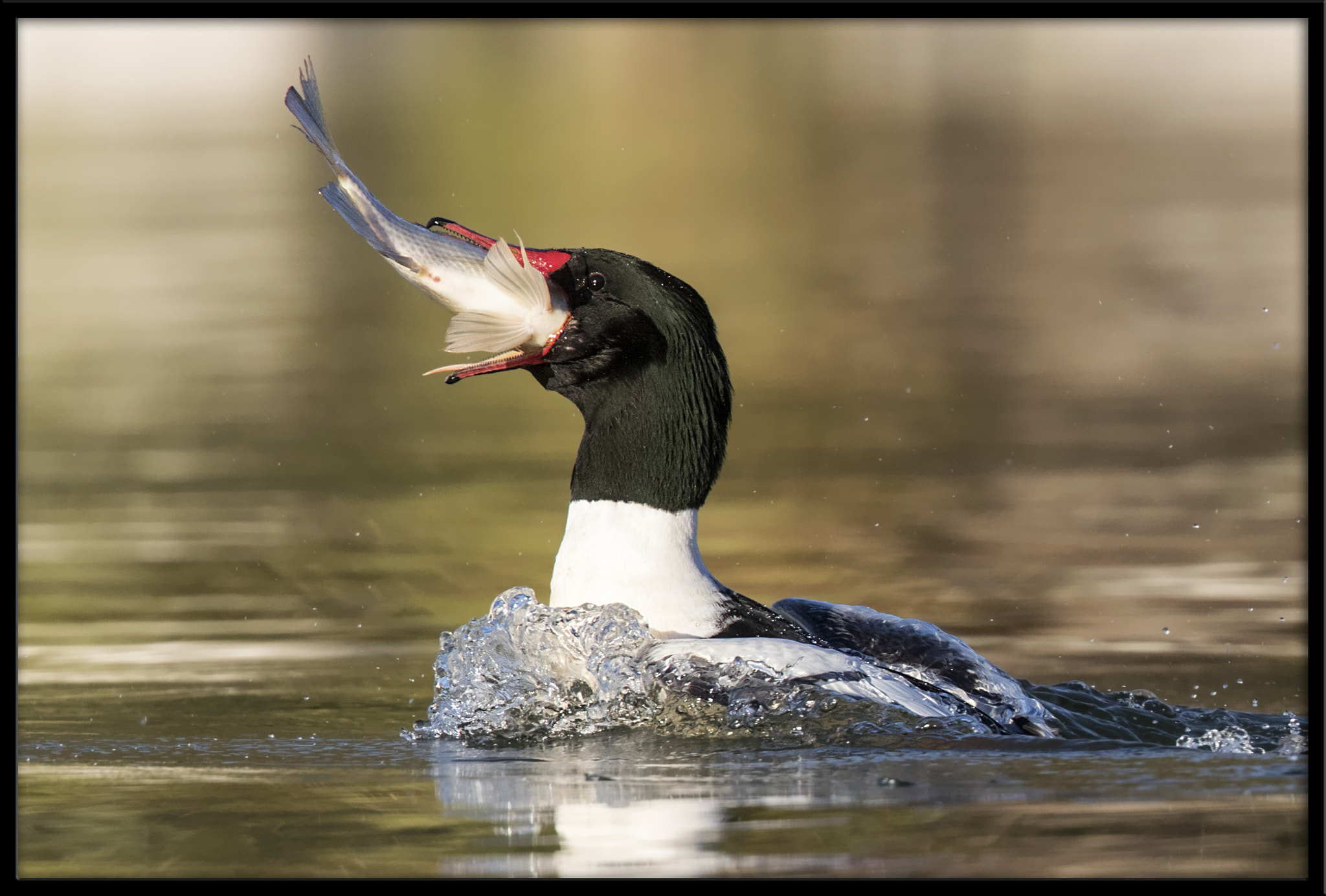 Canon EF 500mm F4L IS II USM sample photo. Common merganser (m) with sushi dinner (3 of 5) photography