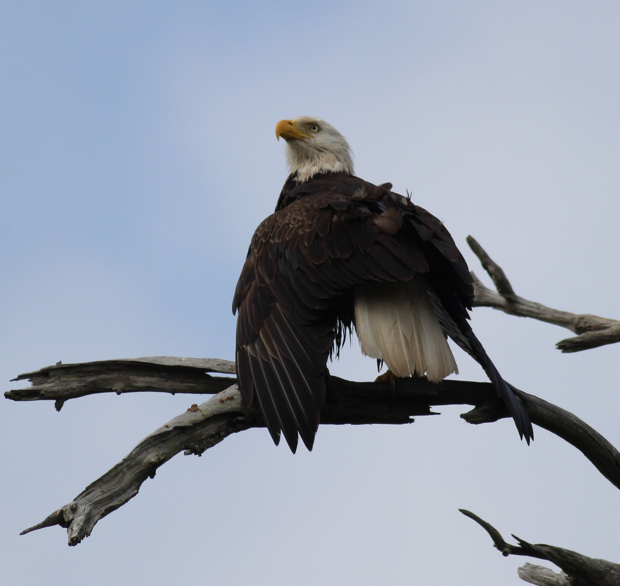 Canon EOS 600D (Rebel EOS T3i / EOS Kiss X5) + Canon EF 400mm F5.6L USM sample photo. Eagle photography