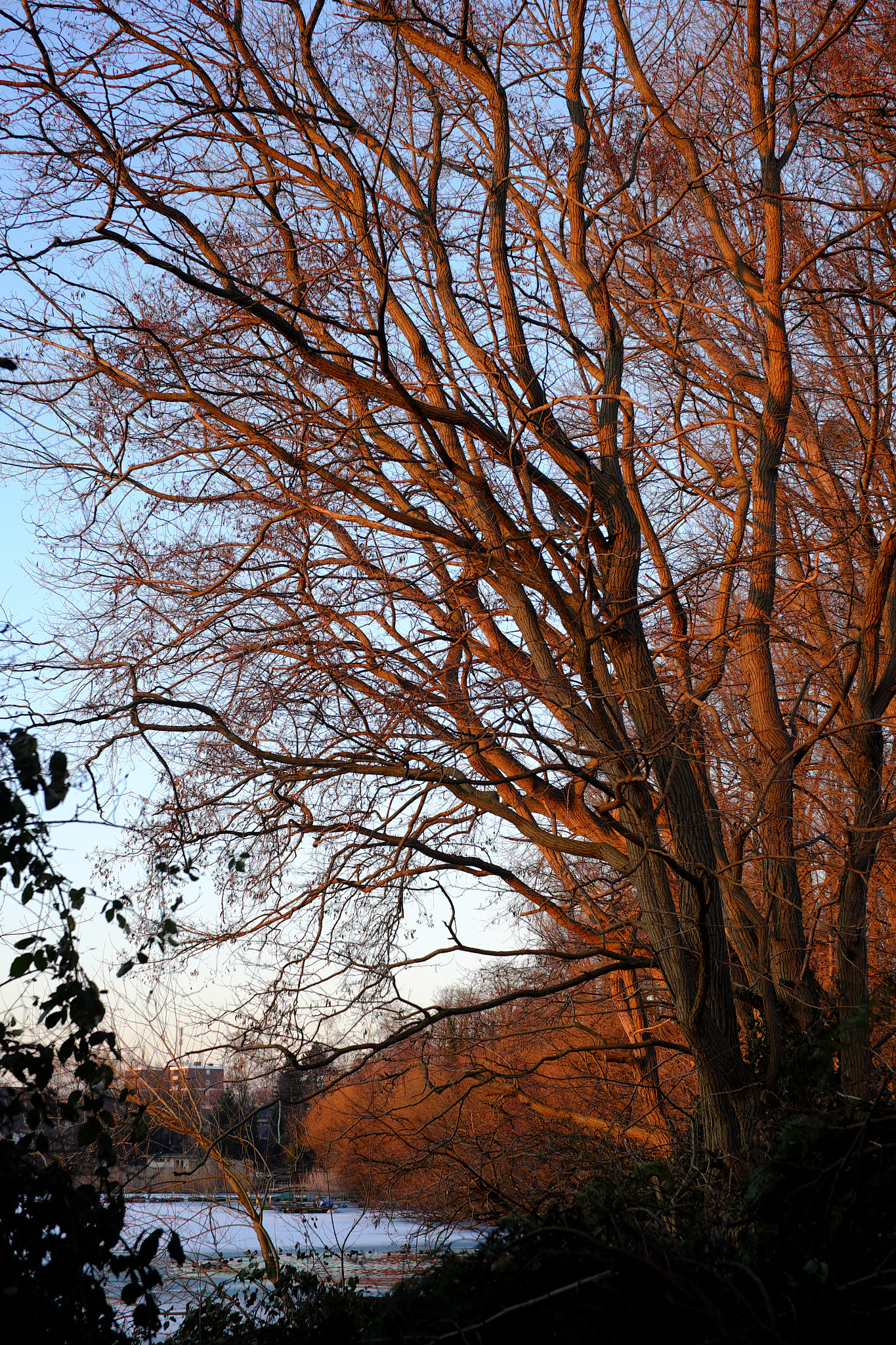 Fujifilm X-E1 + ZEISS Touit 32mm F1.8 sample photo. Delight light in winter 8 photography