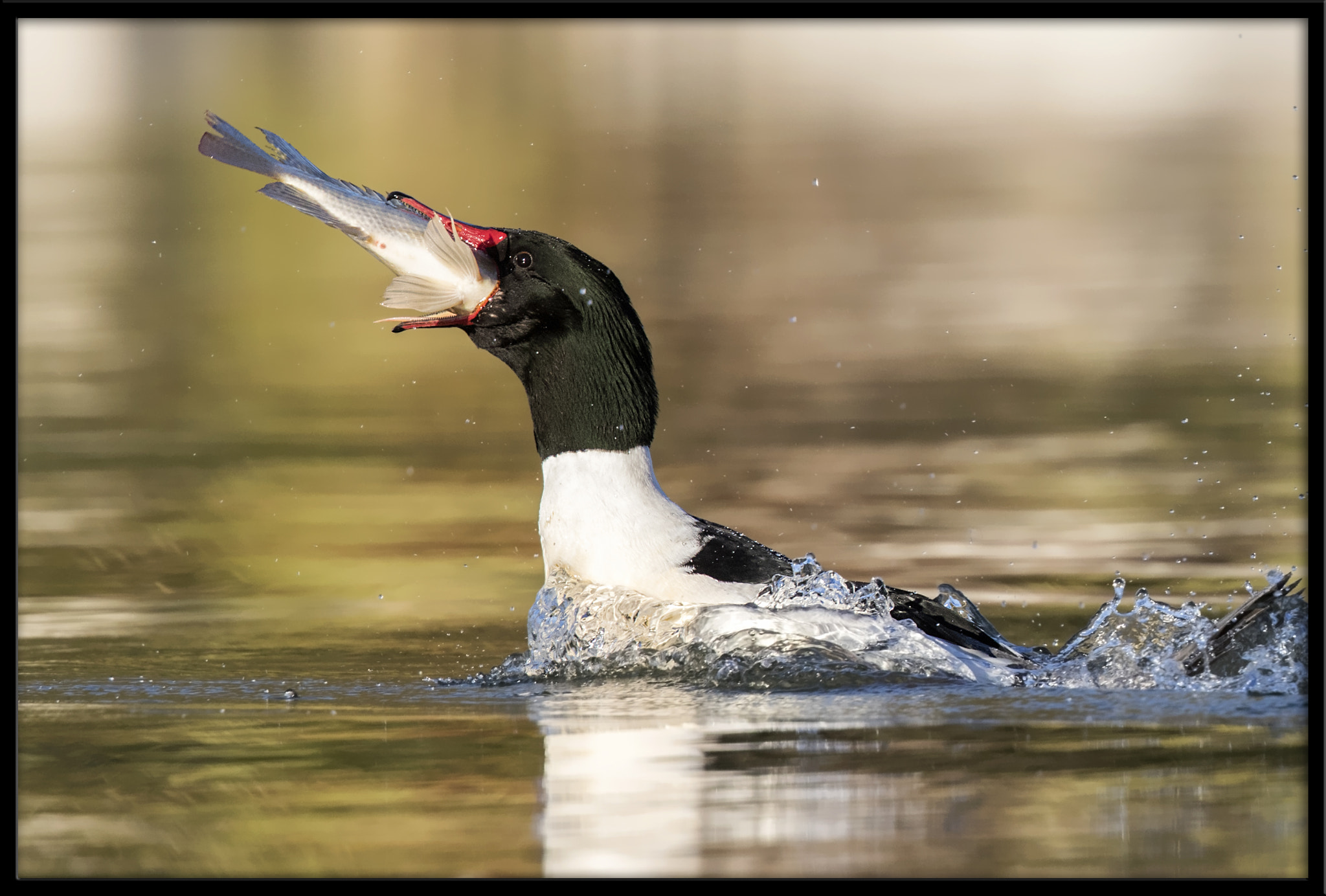 Canon EF 500mm F4L IS II USM sample photo. Common merganser (m) with sushi dinner (2 of 5) photography