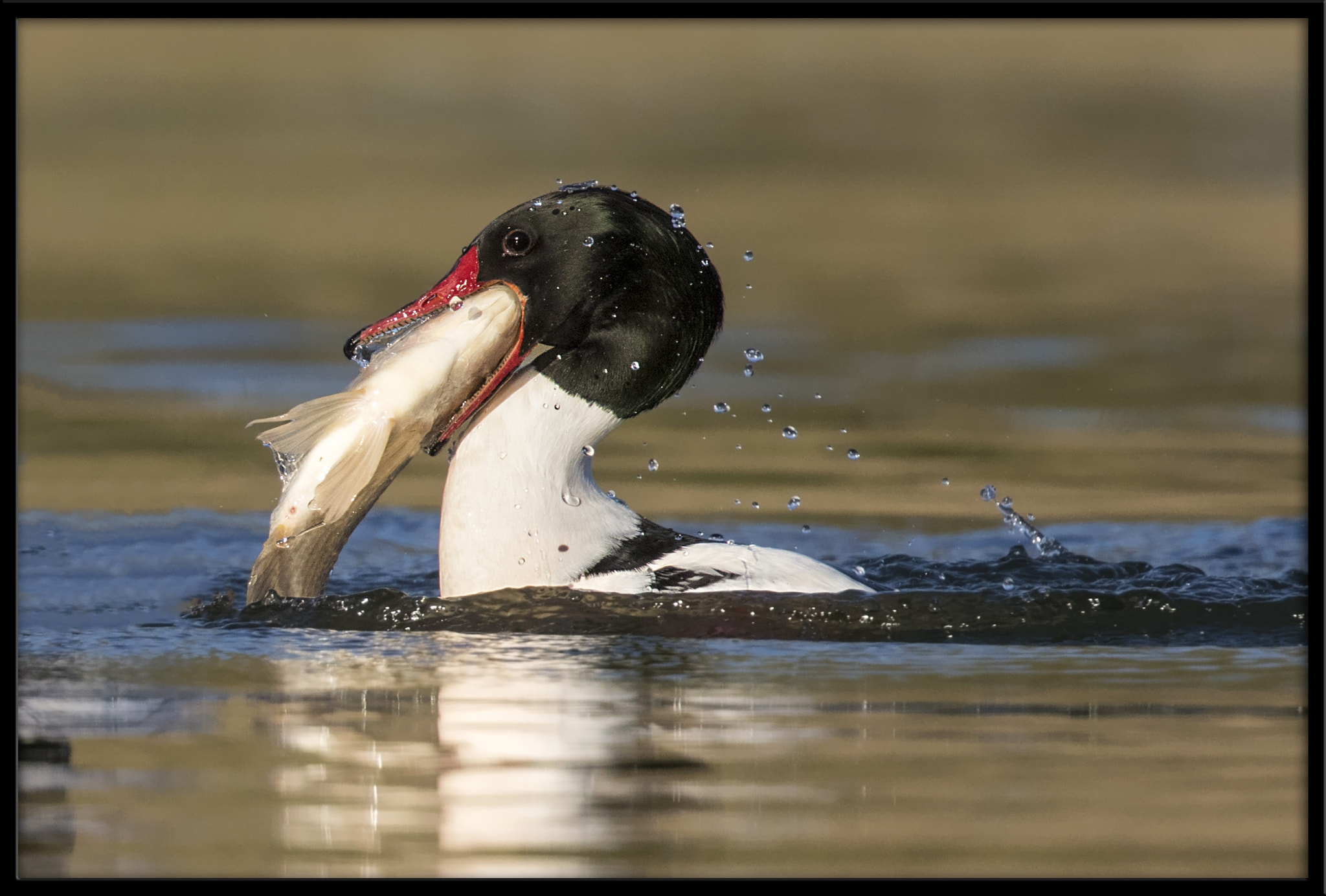 Canon EF 500mm F4L IS II USM sample photo. Common merganser (m) with sushi dinner (1 of 5) photography
