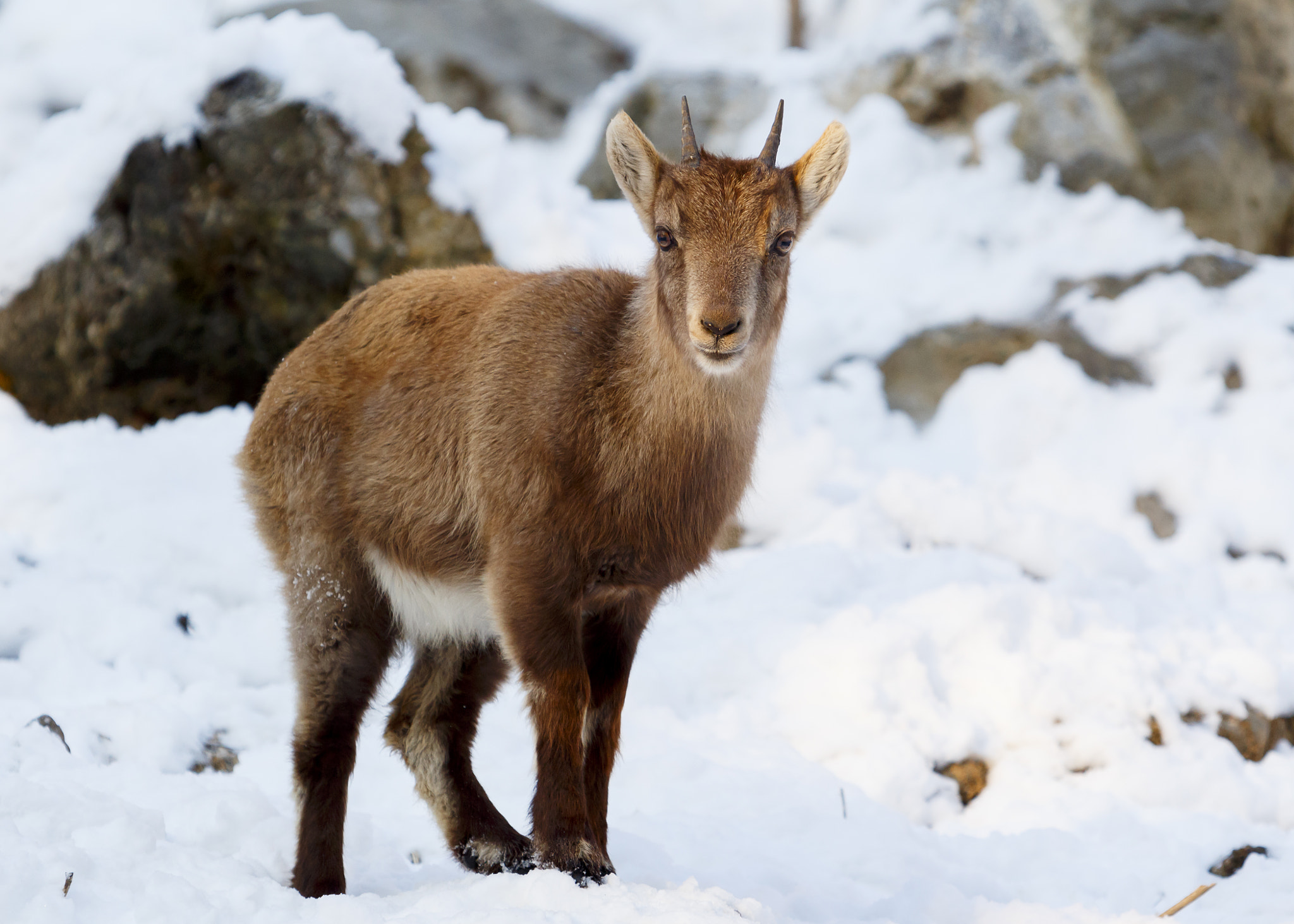 Canon EOS 650D (EOS Rebel T4i / EOS Kiss X6i) sample photo. Ibex cub photography